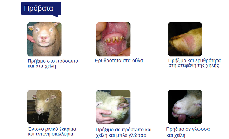 Εικόνες με τα διάφορα συμπτώματα του καταρροϊκού πυρετού στα πρόβατα.