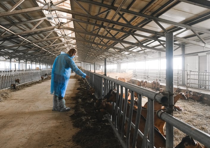 Cuidadora alimentando a cabras en una nave ganadera