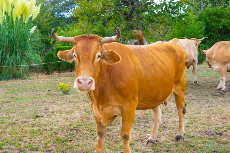 vaca rubia gallega mirando al frente