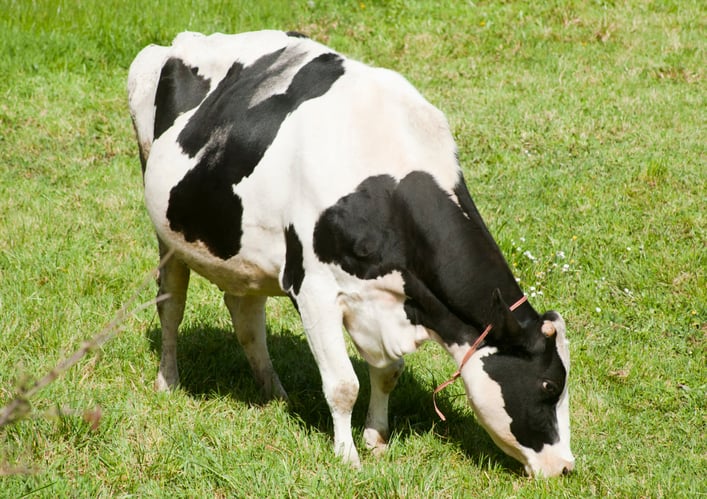 vaca durante la fase de preñez pastando