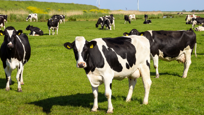 vacas pastando