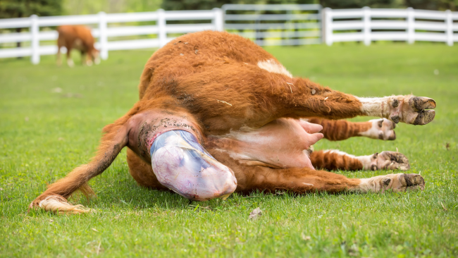 vaca dando a la luz