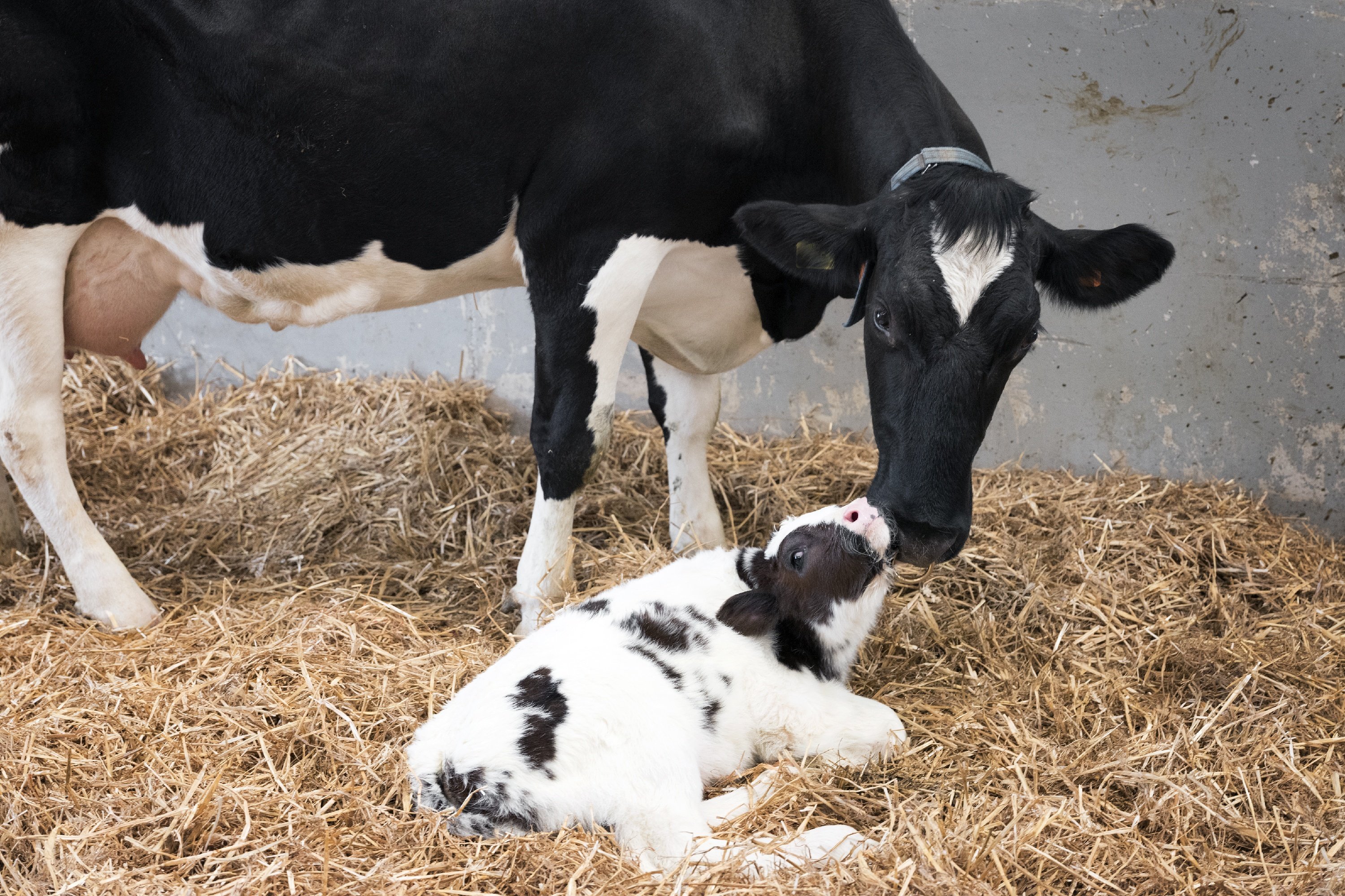 Kuh mit Kalb im Stroh