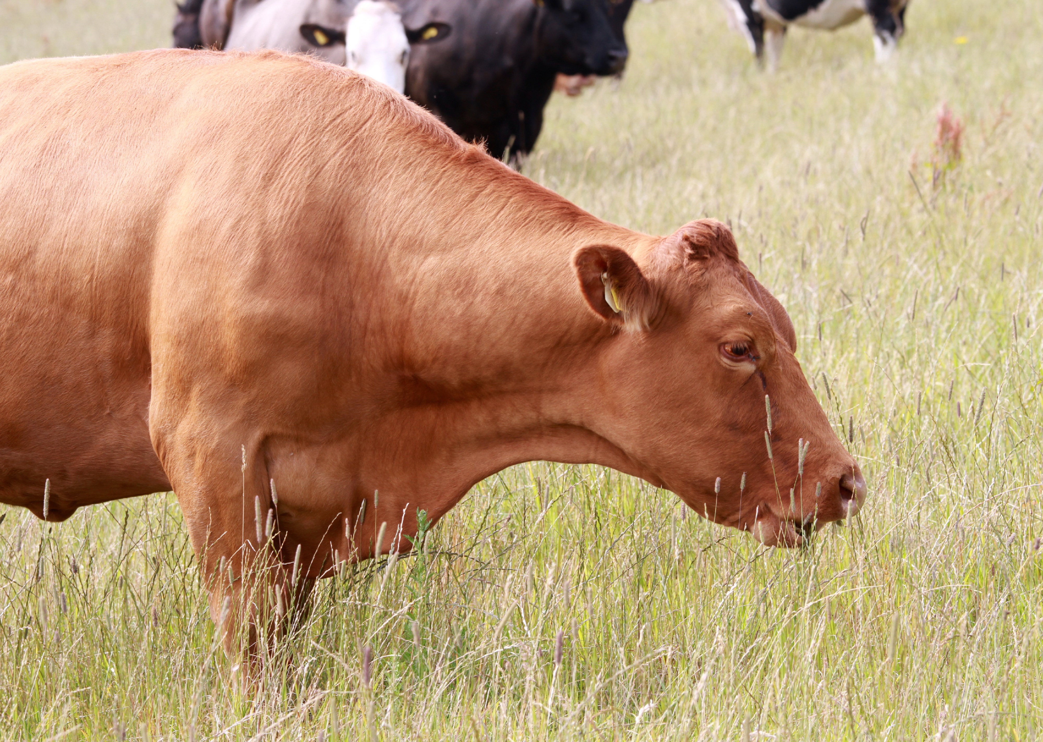 Braune Kuh im hohen Gras auf Weide