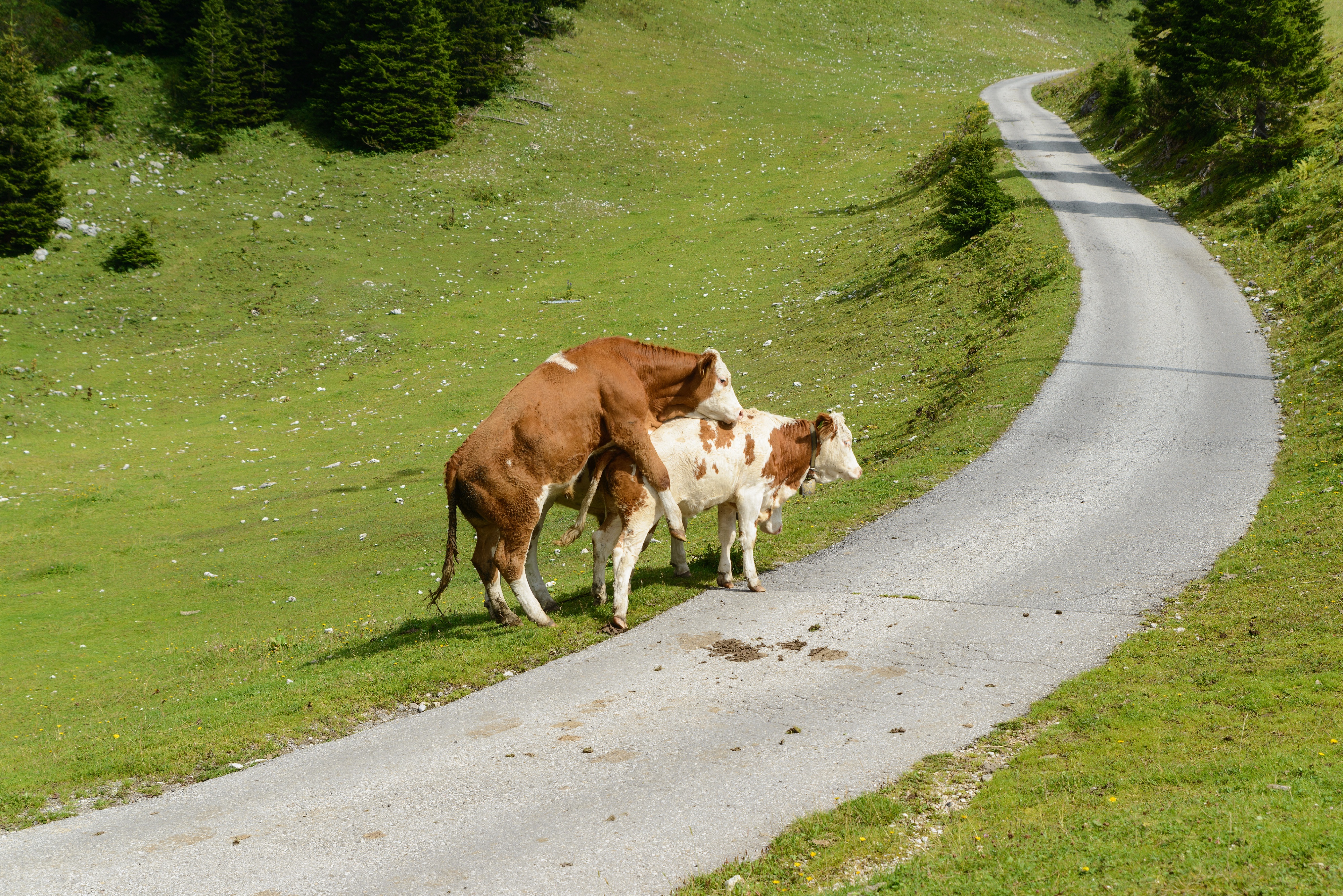 Kühe bei der Paarung auf der Straße