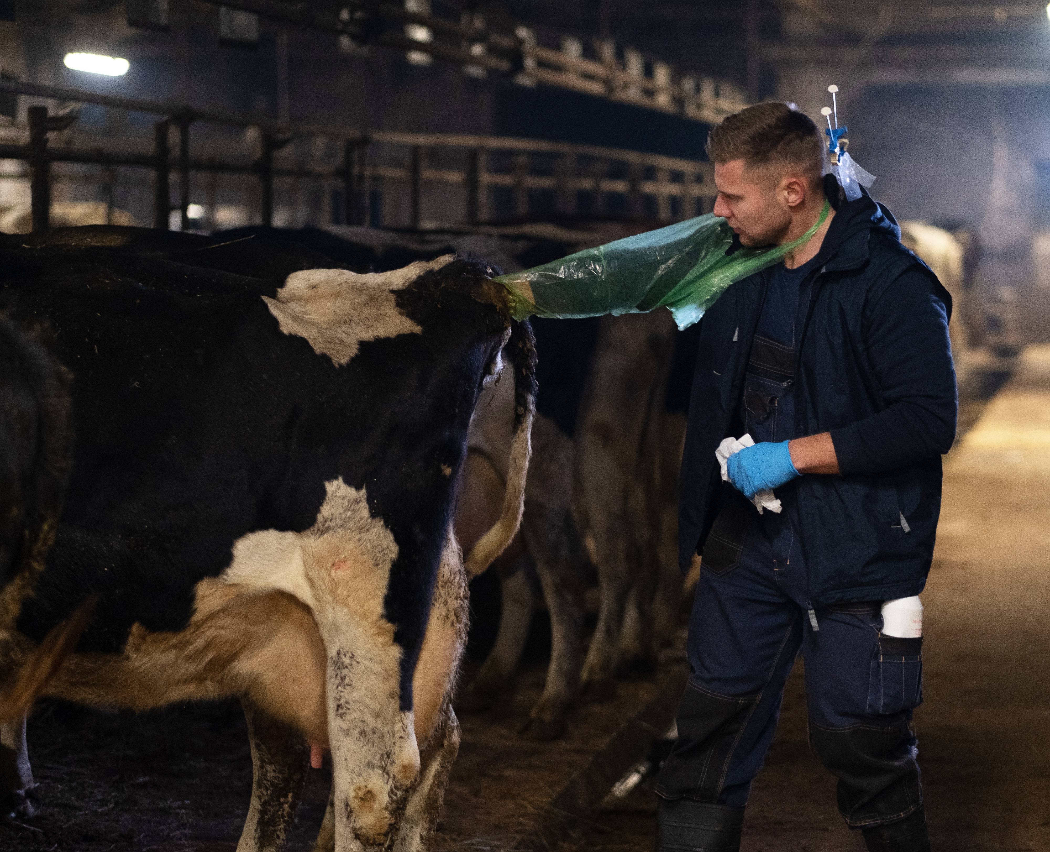 Tierarzt bei Trächtigkeitsuntersuchung einer Kuh