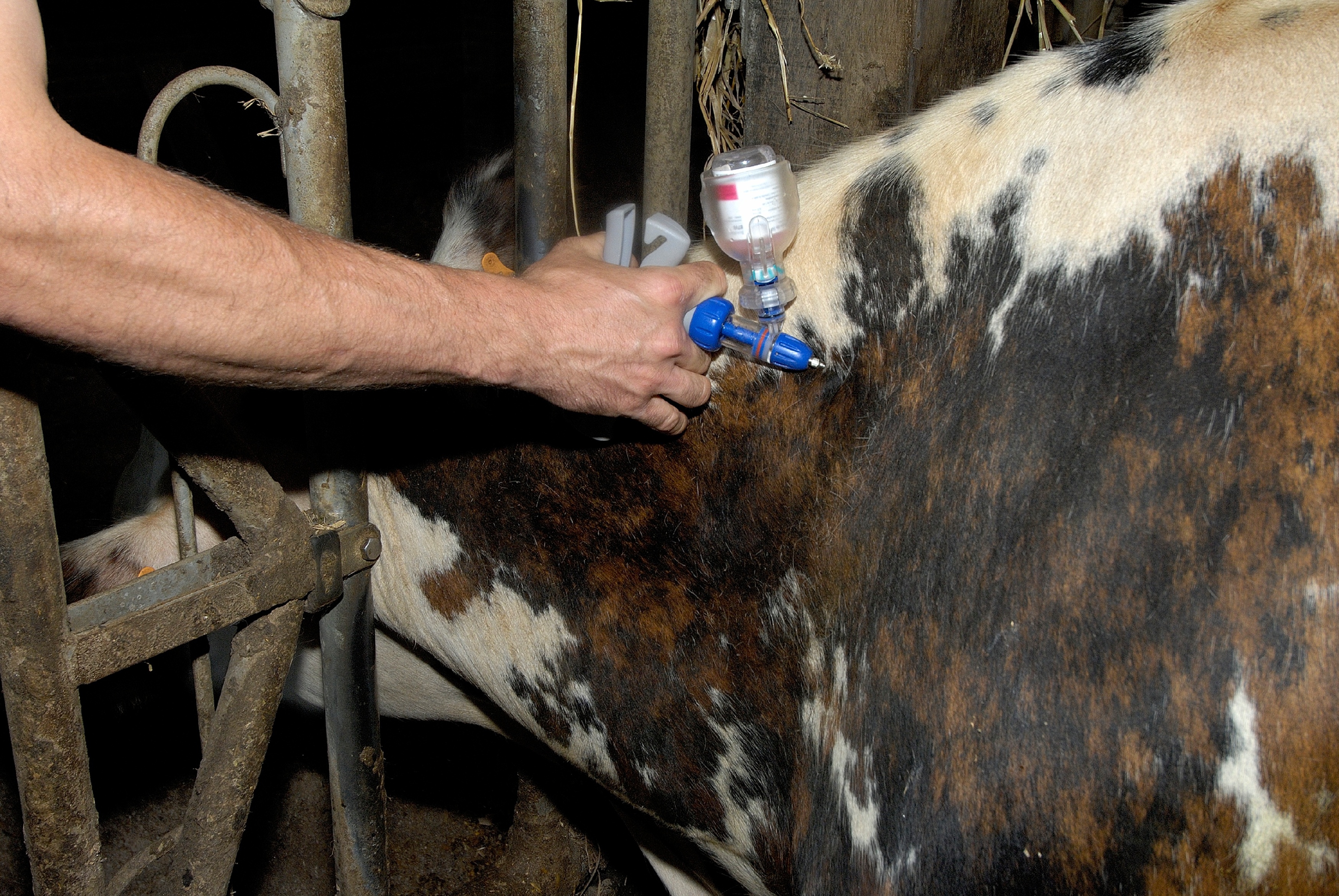 Impfung von Rindern