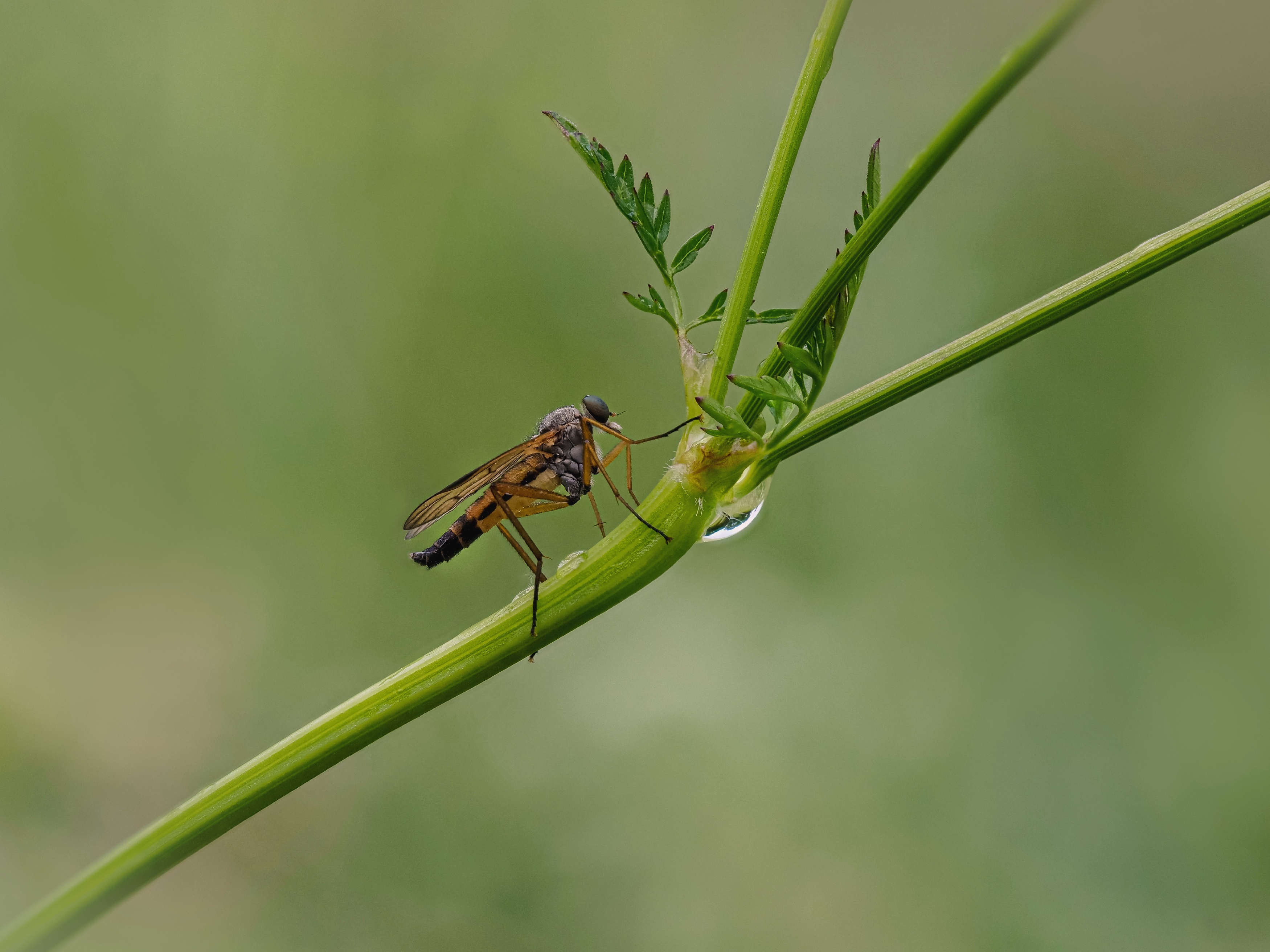 kleine Mücken