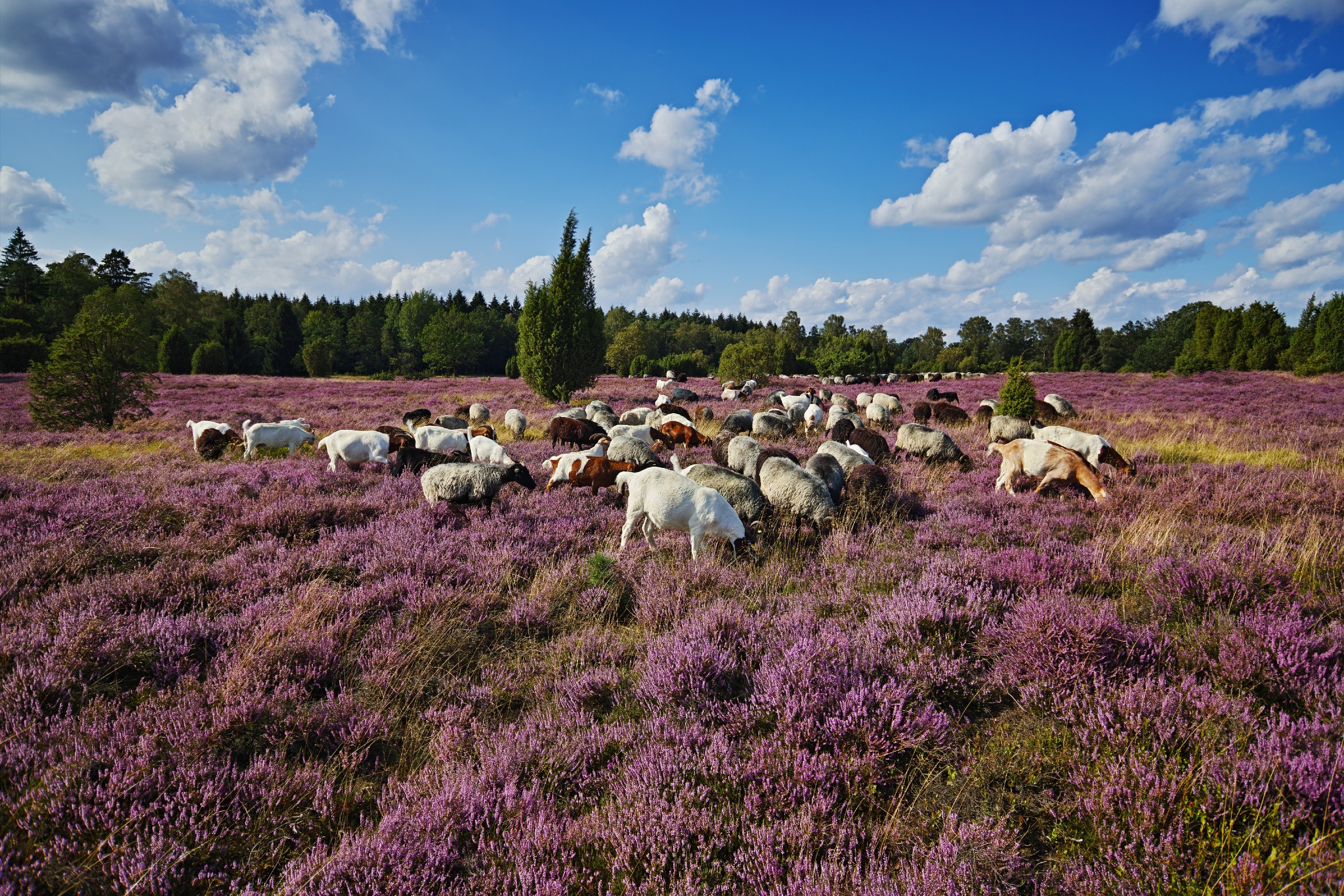 Schafe auf lila Weide