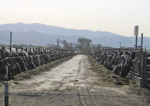 rockview-heifers-feedlot