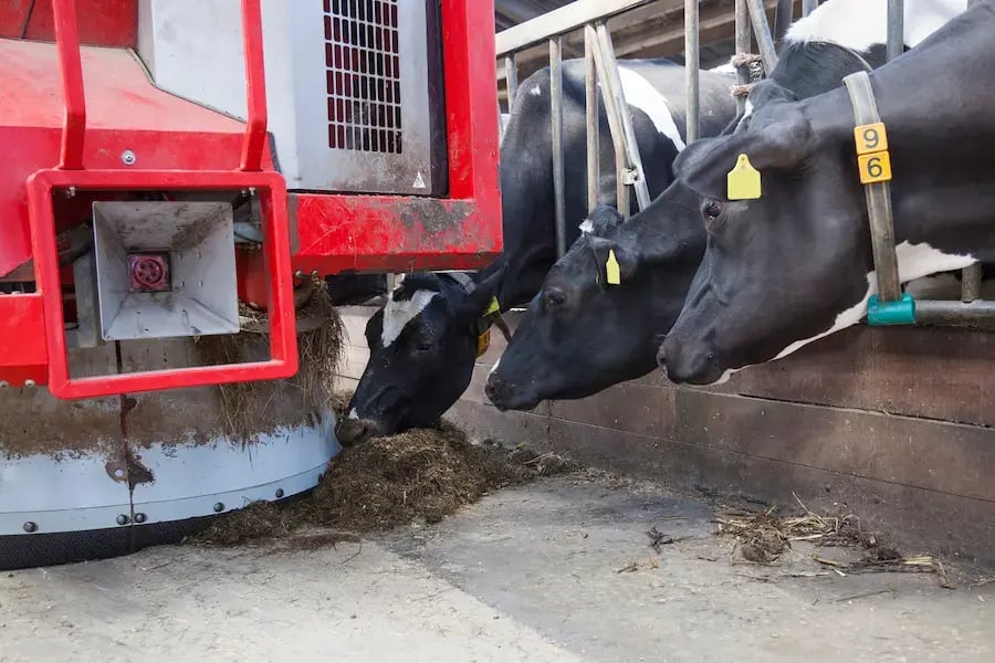 Kühe essen im Stall