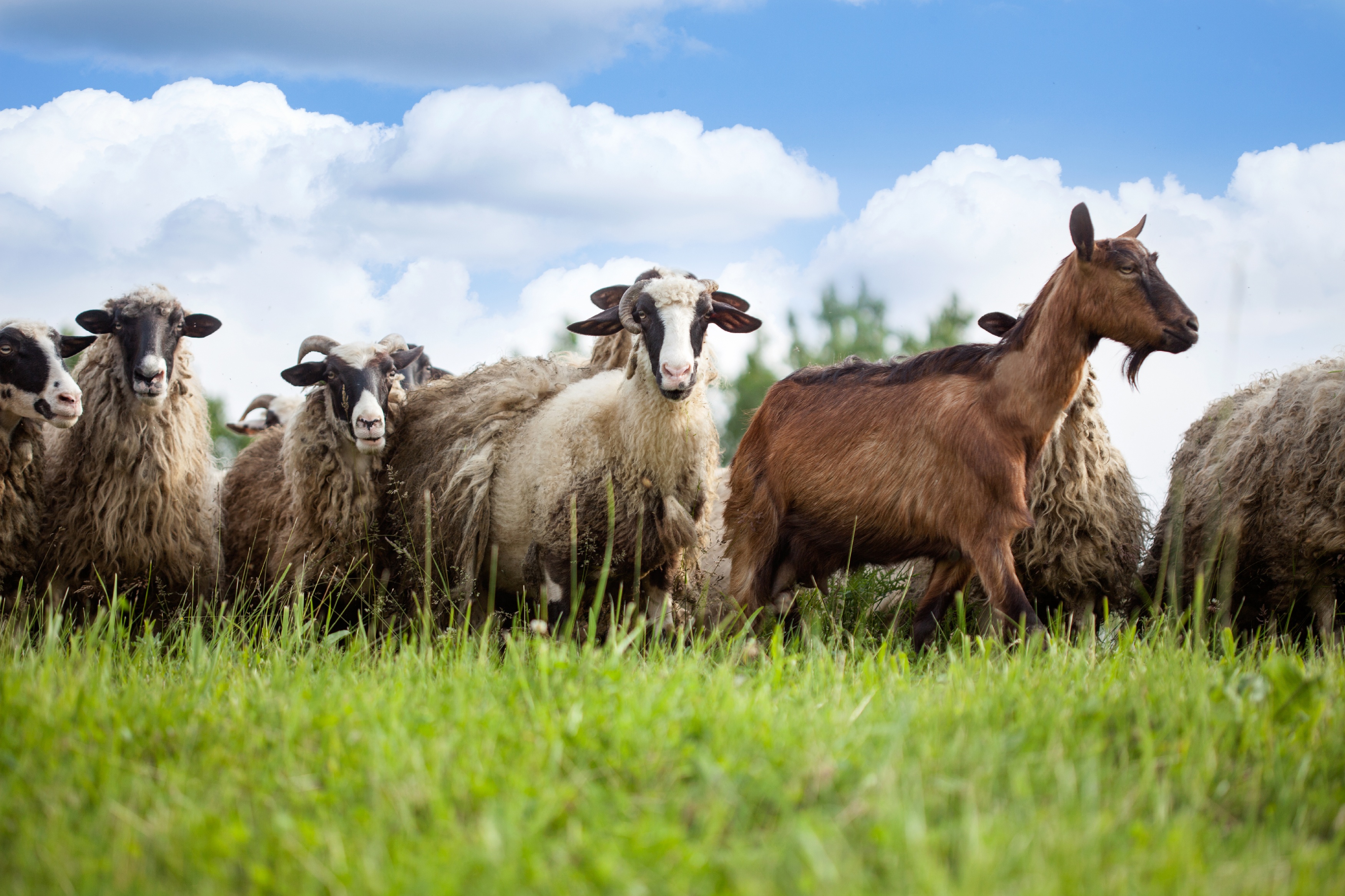 Schafe und Ziegen auf Weide