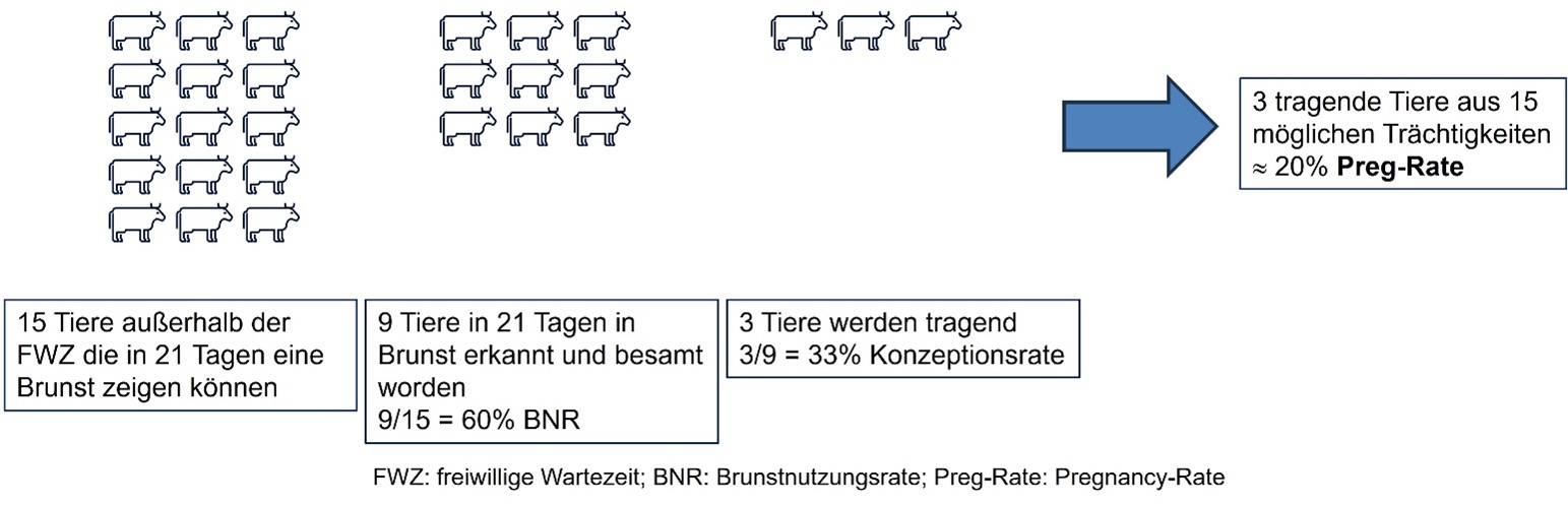 Die berechnete Pregnancy-Rate berücksichtigt sowohl die Brunsterkennung als auch den Besamungserfolg.