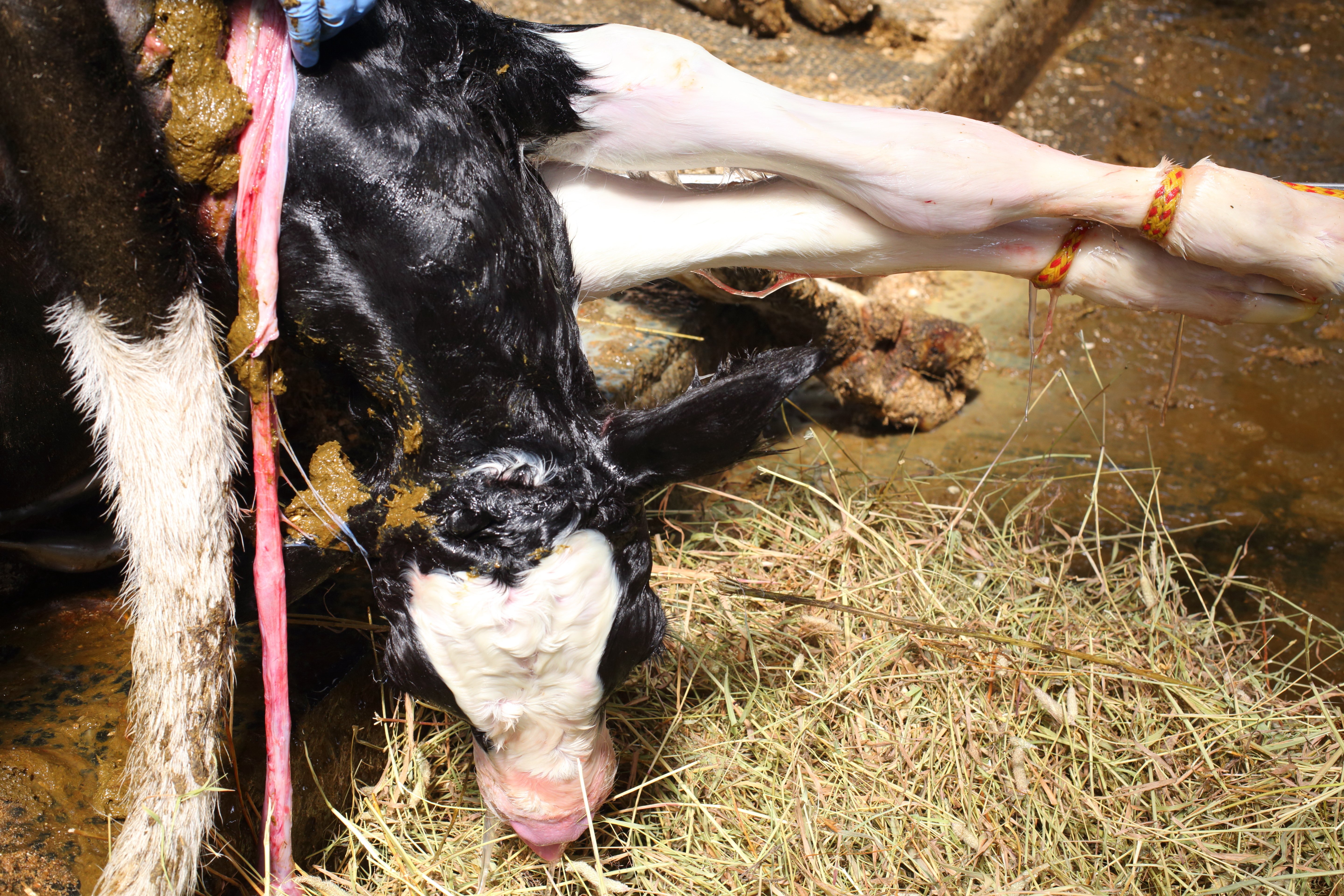 Menschen helfen dem Kalb bei der Geburt im Stall.