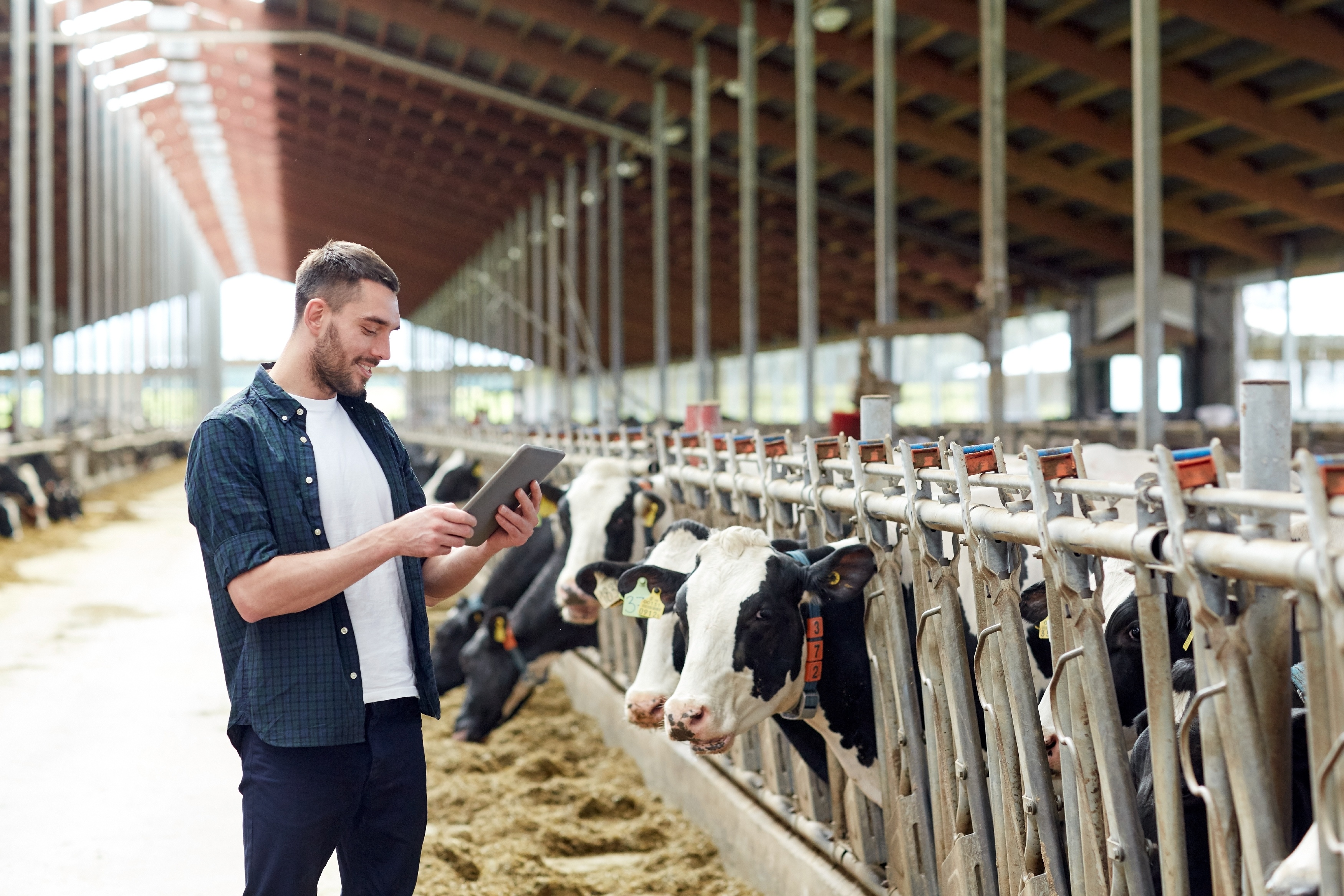 Junger Mann mit Tablet-PC und Kühen auf Milchviehbetrieb