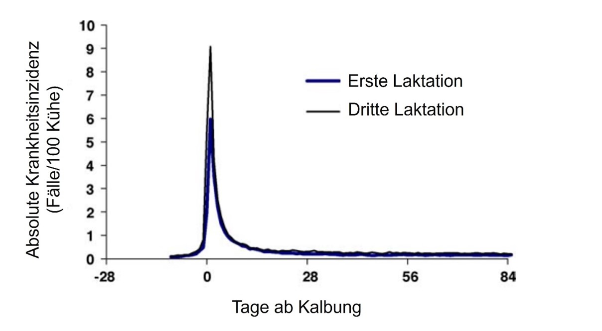 Krankheitsinzidenz in Relation zur Kalbung für Tiere in der ersten und dritten Laktation