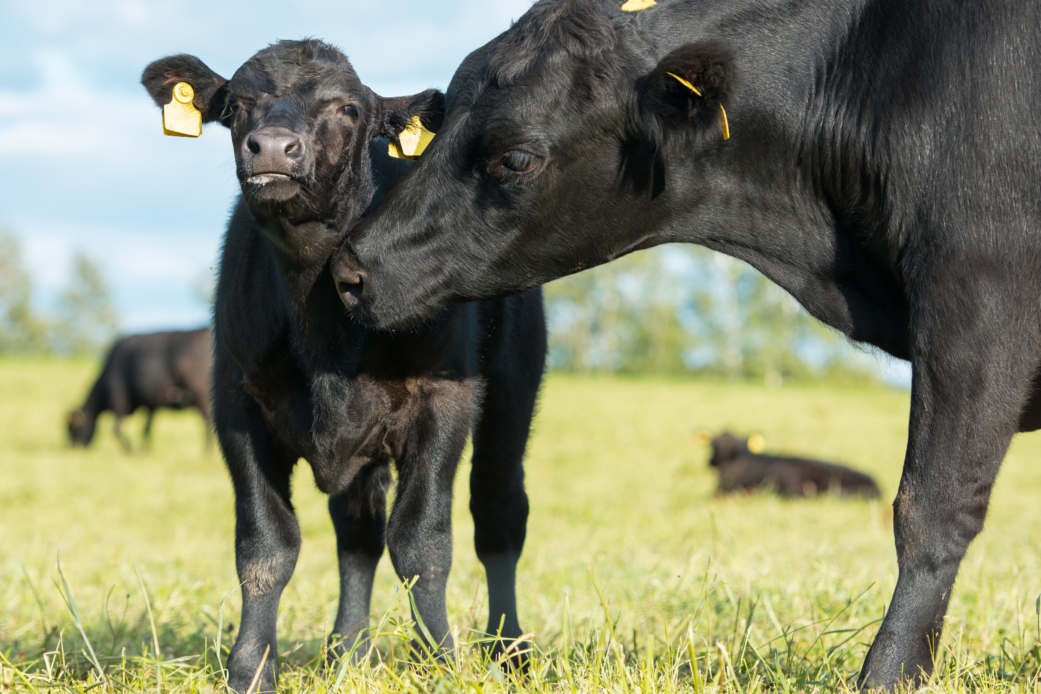 Schwarze Kuh mit Kalb auf Wiese