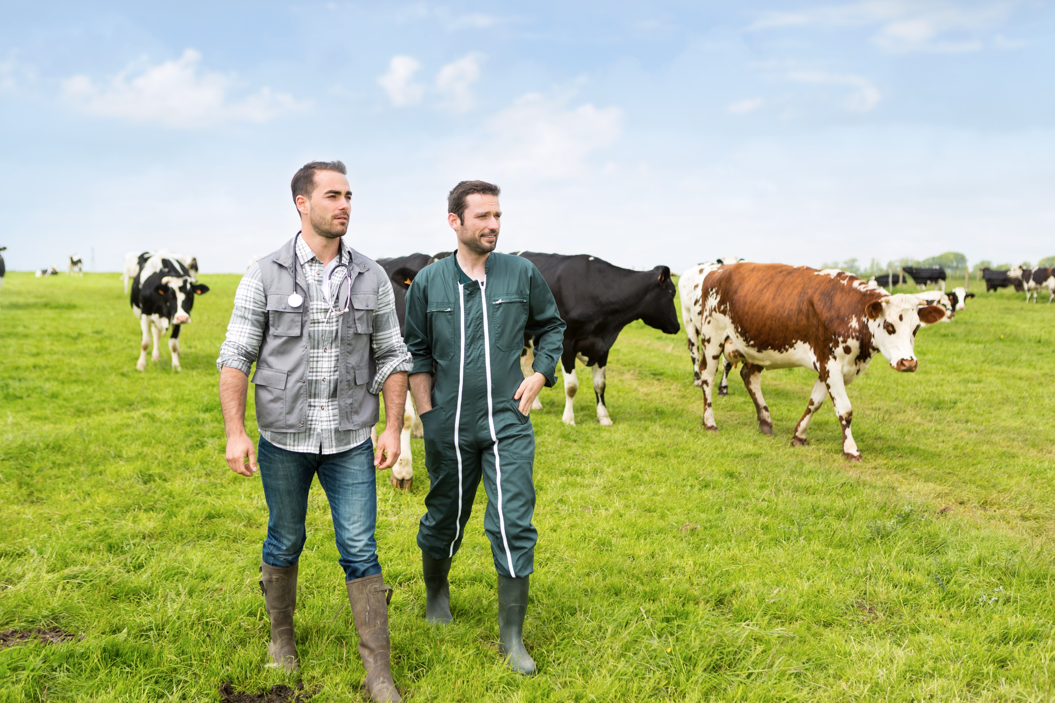 Tierarzt und Landwirt auf der Weide