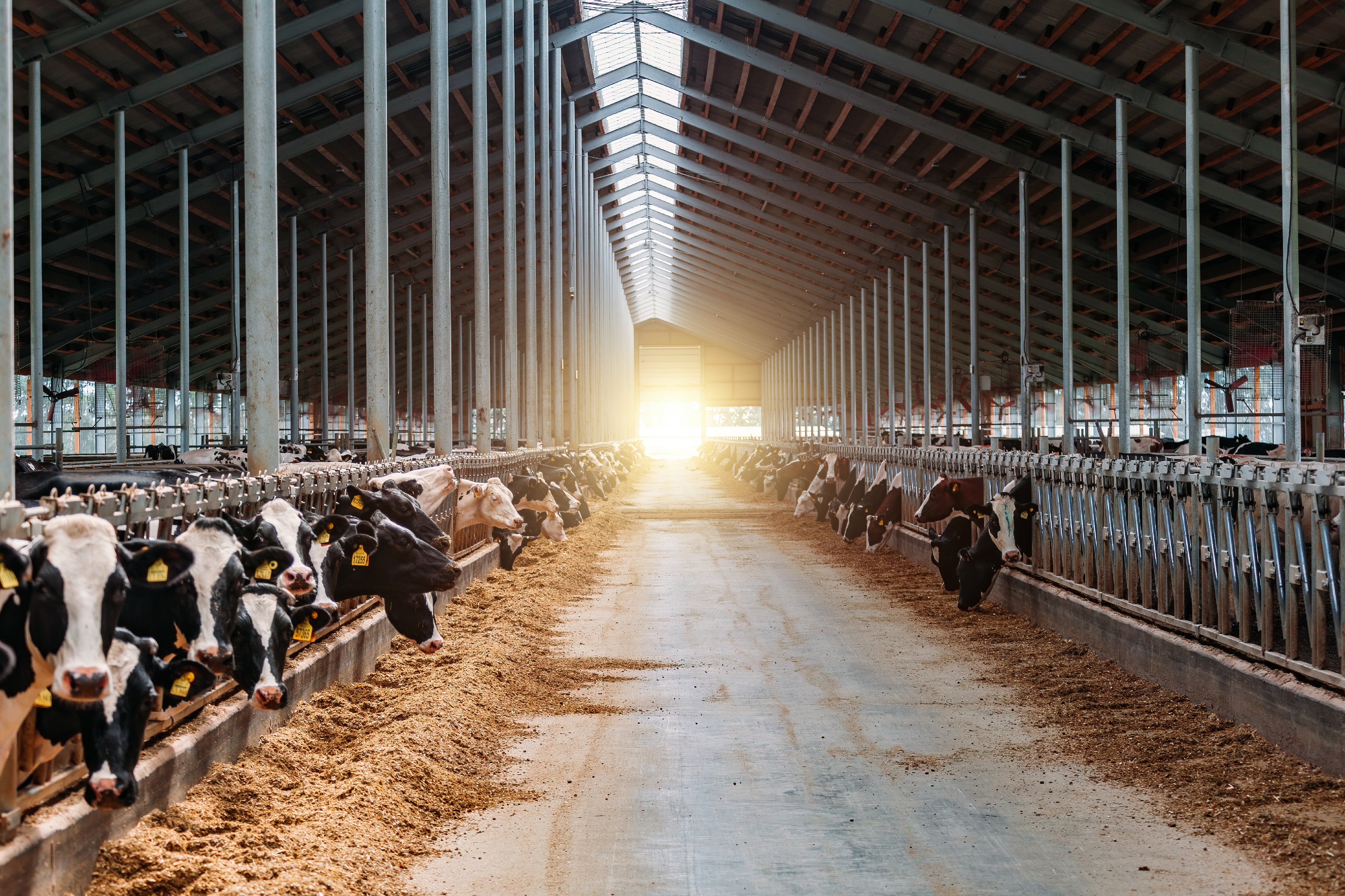 Milchkühe im modernen Freiviehstall