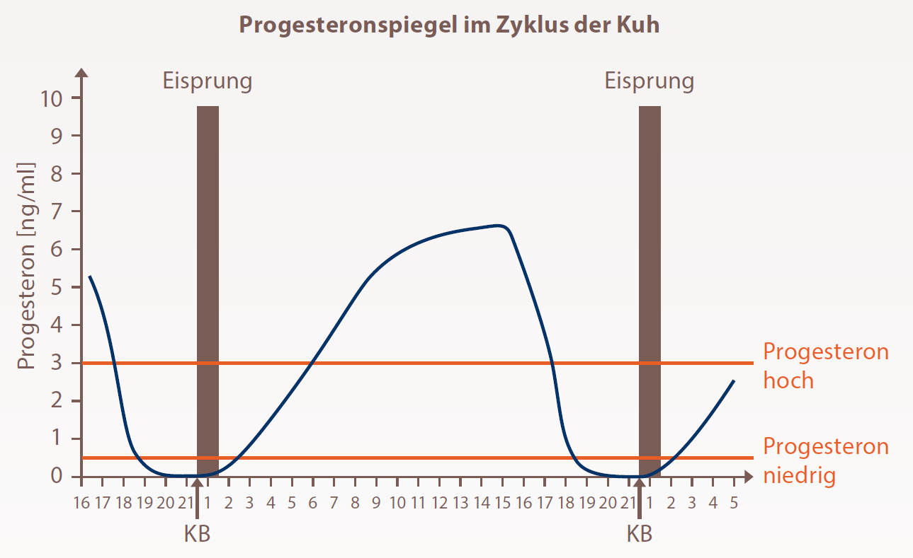 Progesteron_Grafik Progesteronspiegel im Zyklus der Kuh