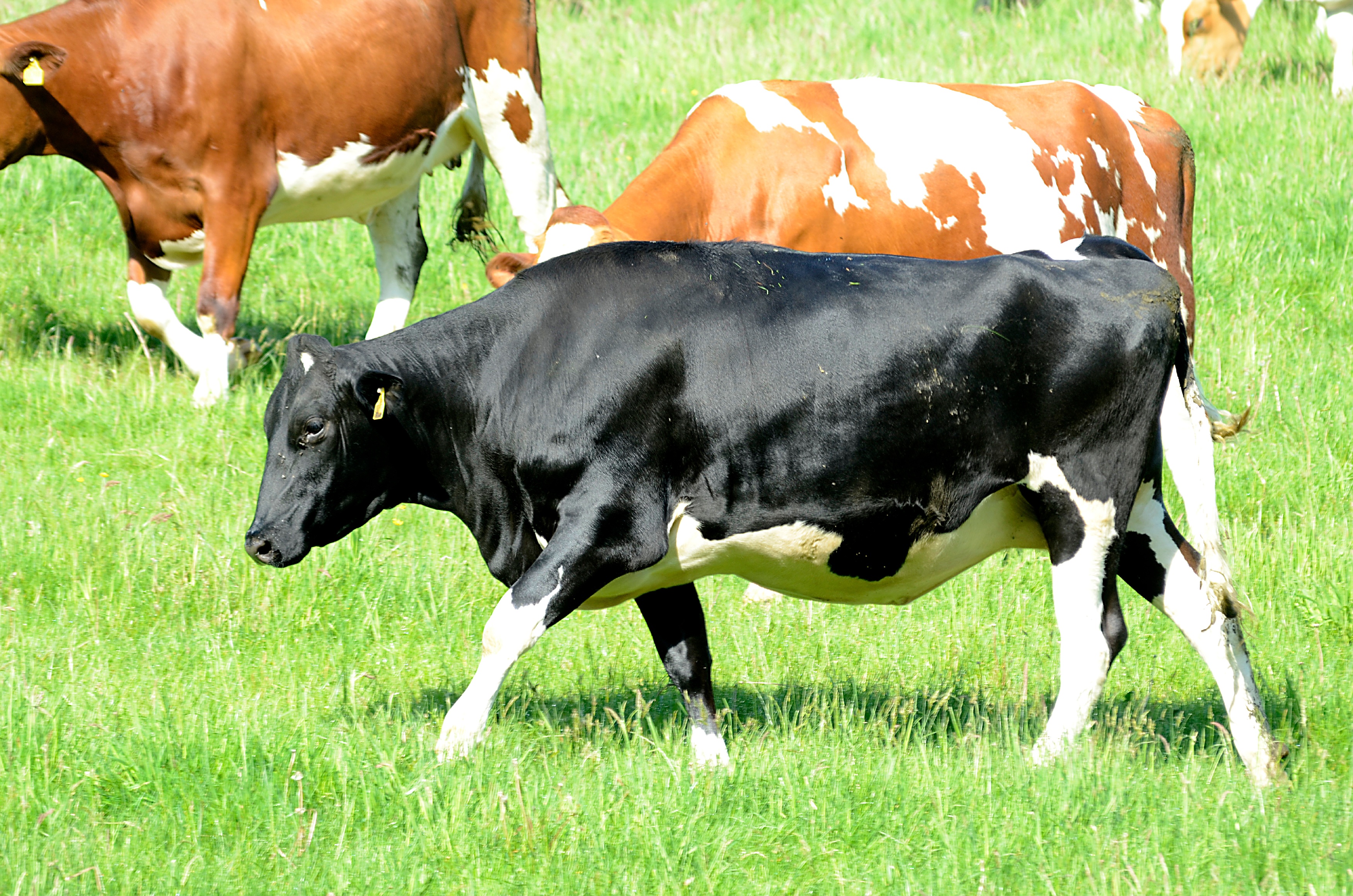 Milchkuh mit glänzendem Fell auf Wiese