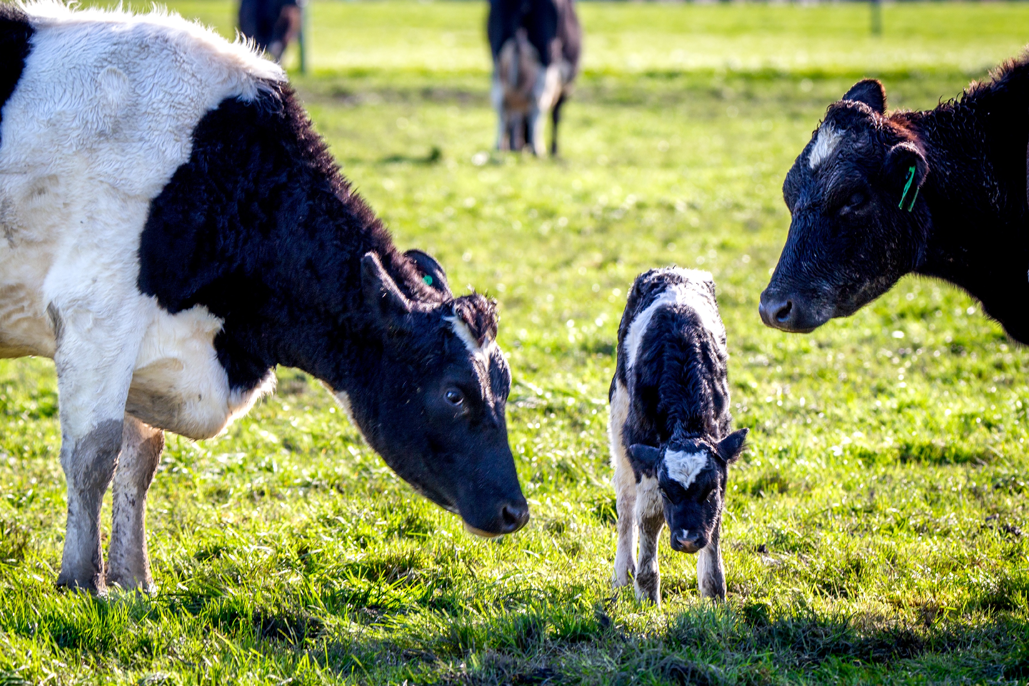 Kalb mit 2 Kühen auf Weide in Friesland