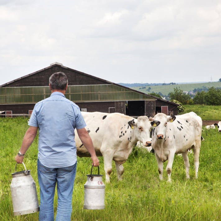 Bauer trägt Milchkannen über Weide