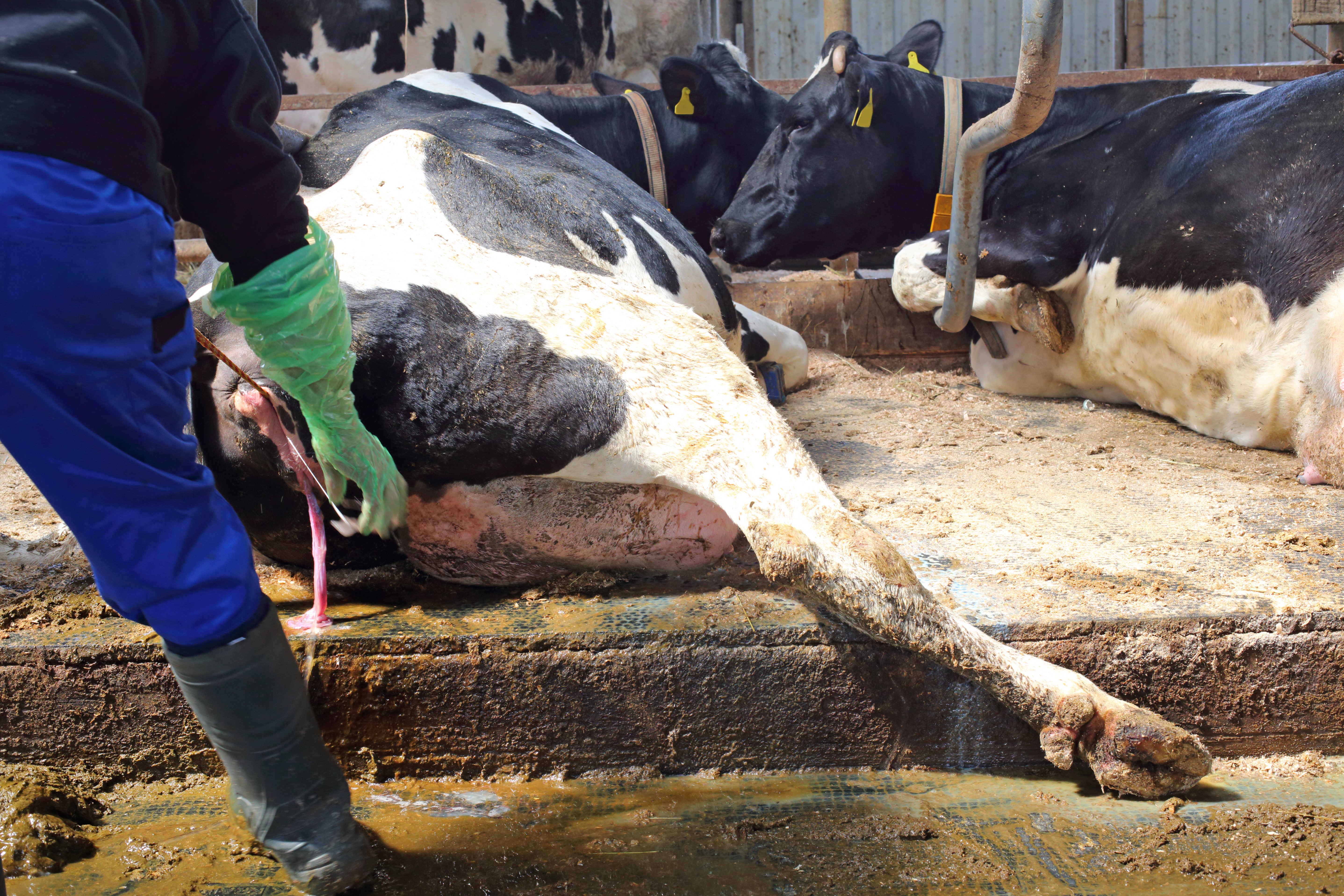 Tierarzt bei Kuh während Geburtsvorgangs