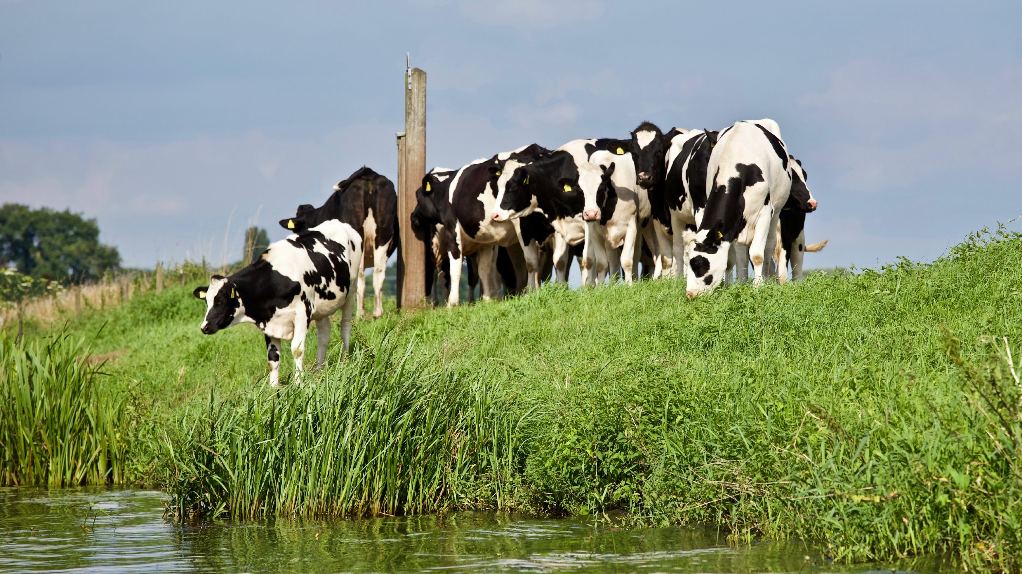 Kühe an Wasserstelle