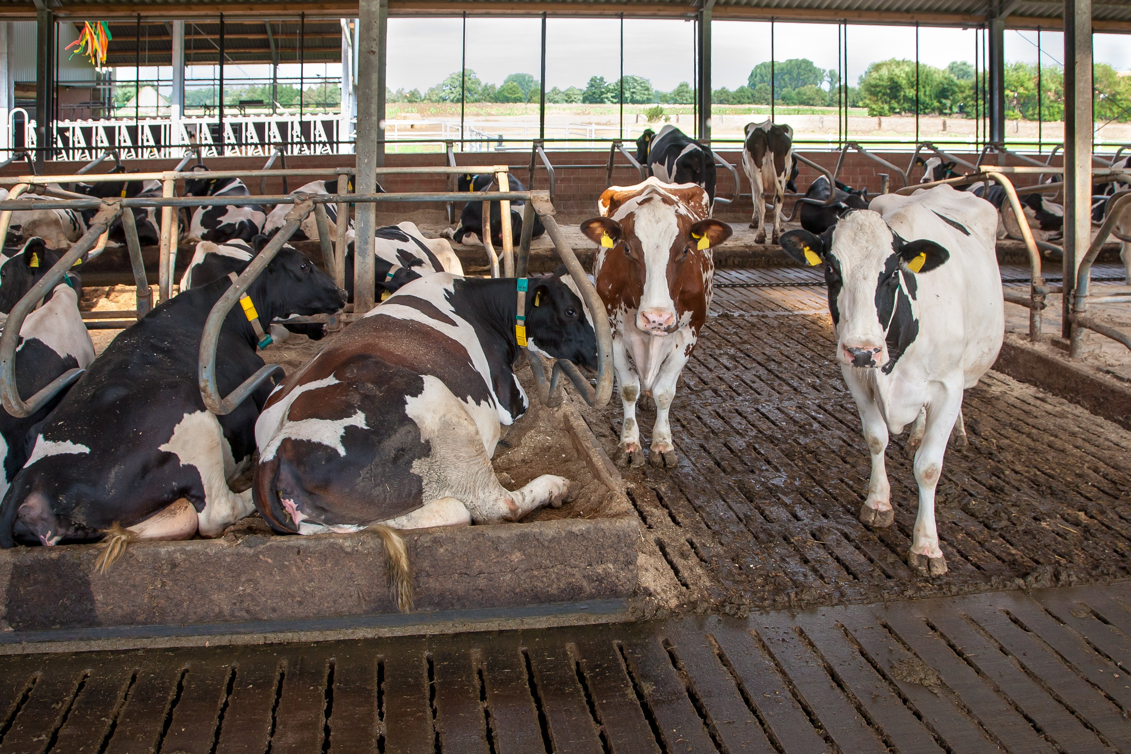 Kühe im Stall teils liegend teils stehend