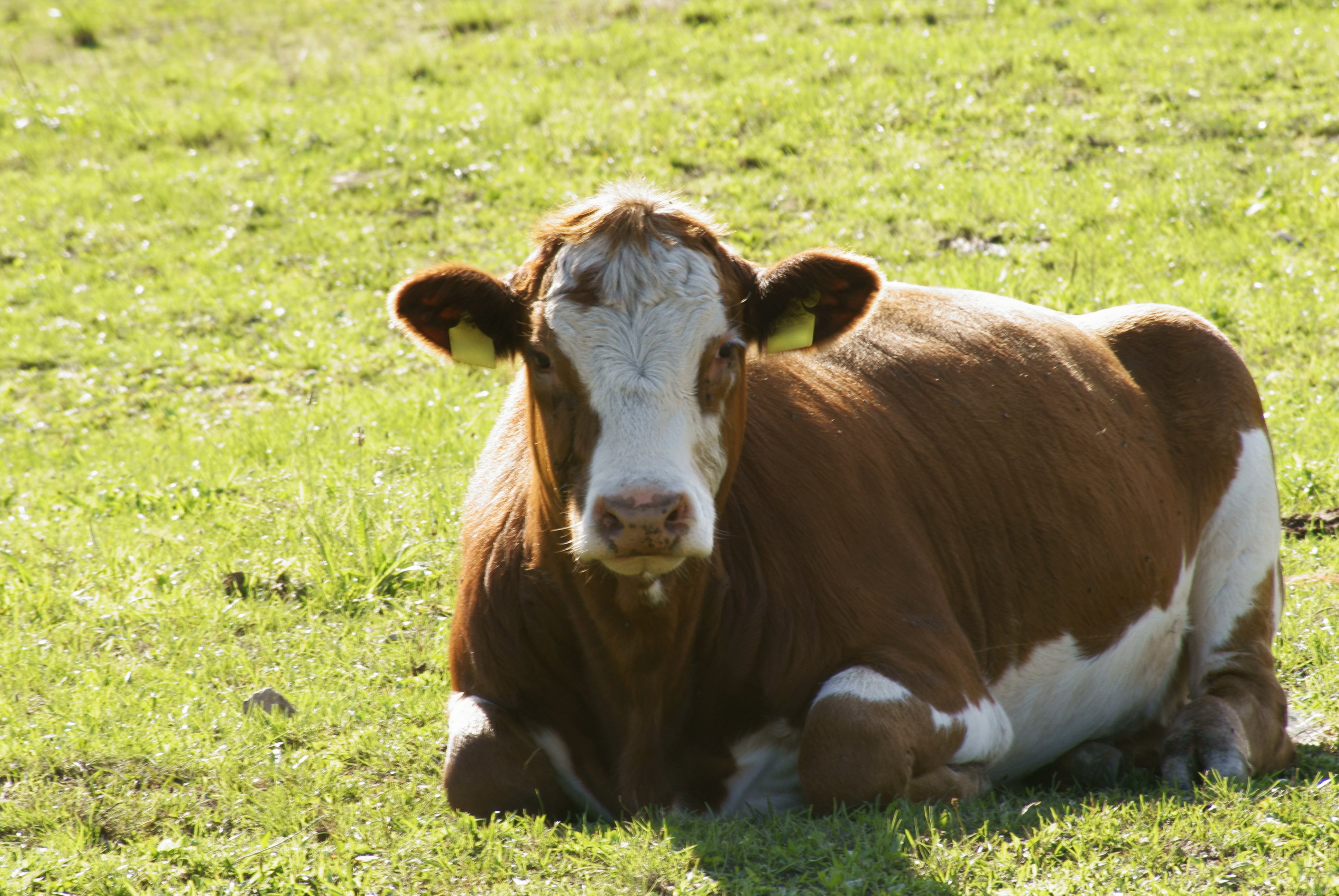 Braune Kuh liegend auf der Weide