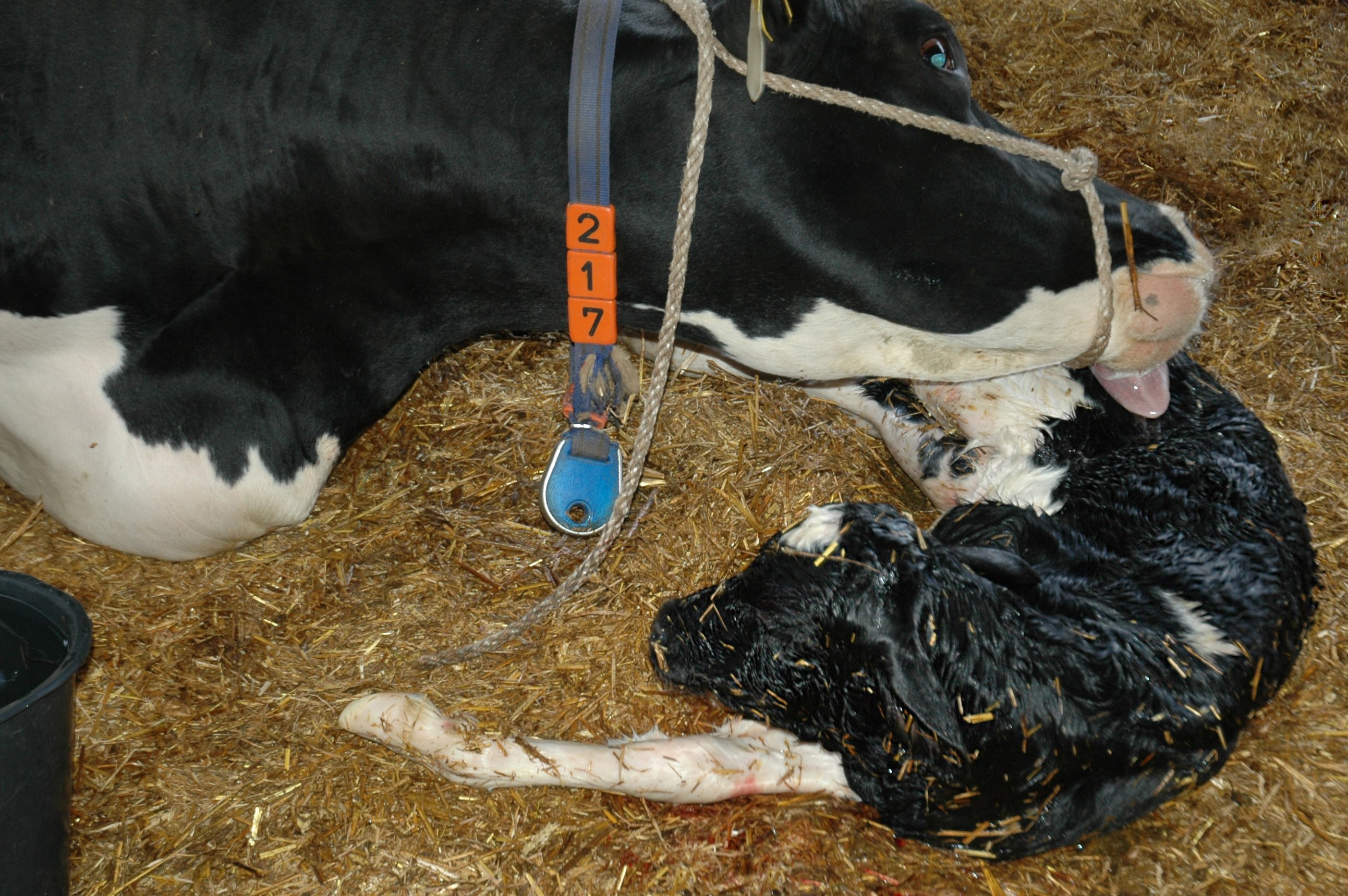 Kuh leckt frisch geborenes Kalb ab