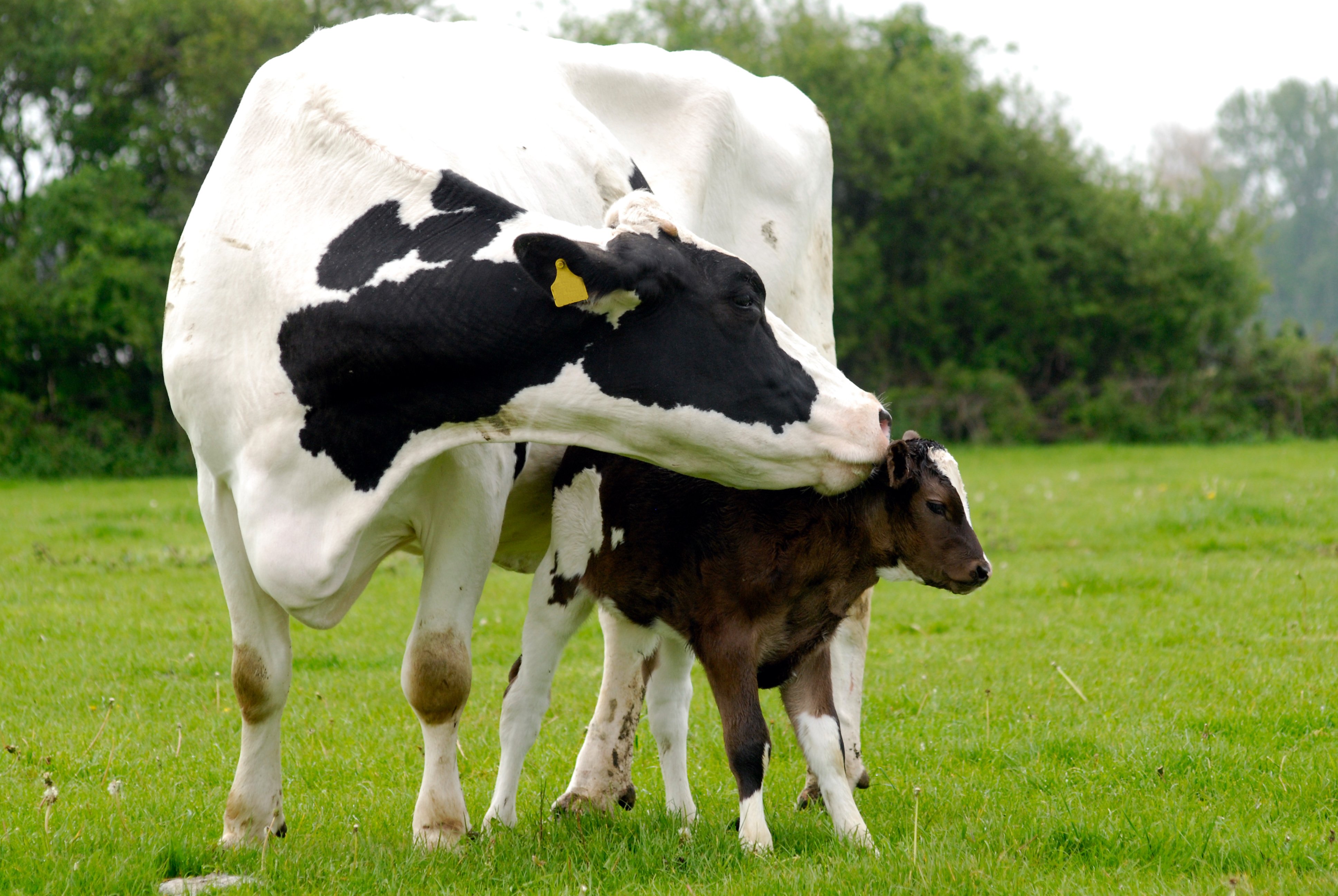 Kuh mit Kalb auf der Weide