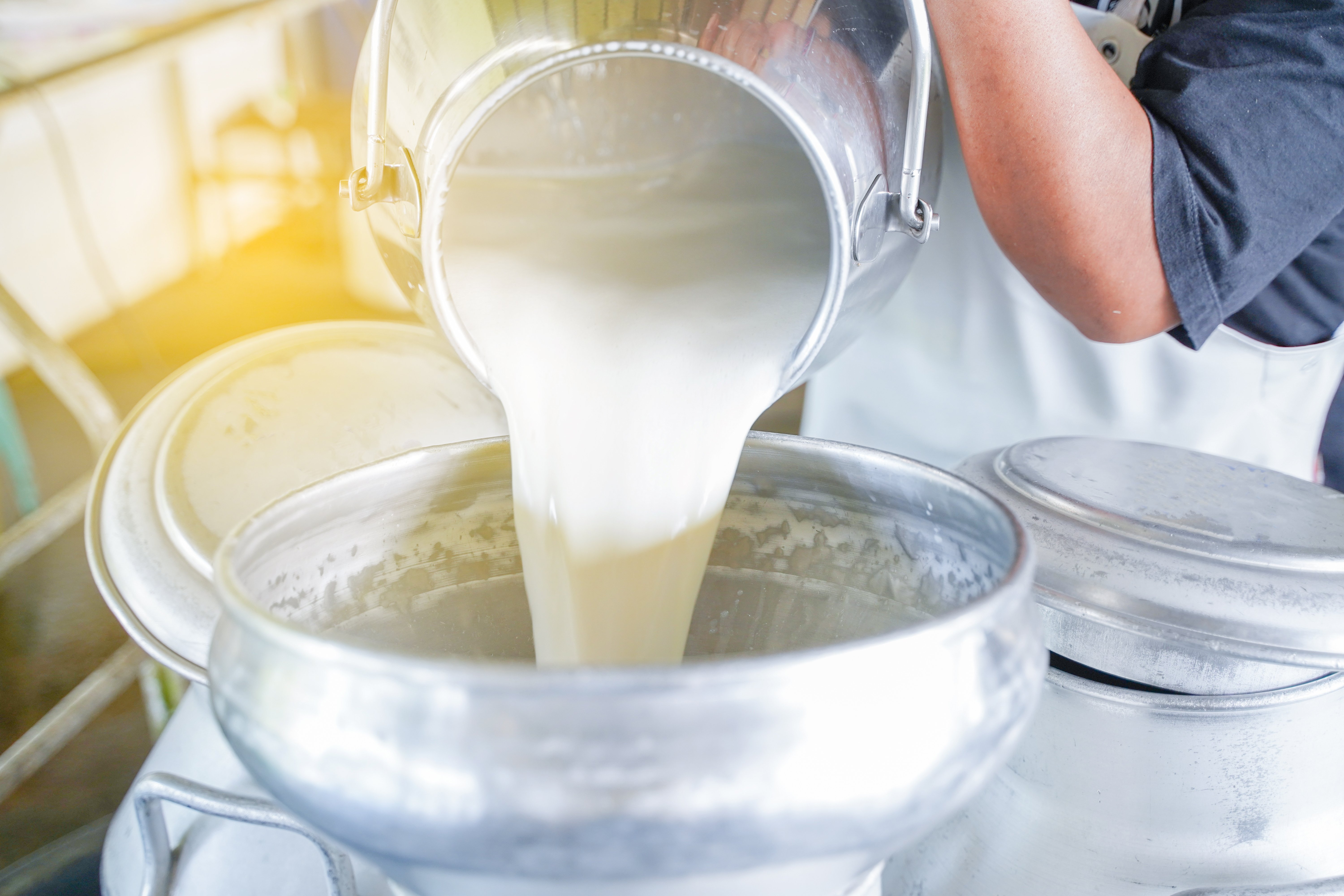 Milch aus Eimer wird in Tank gekippt