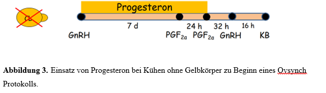 Abbildung 3 Einsatz von Progesteron bei Kühen ohne Gelbkörper zu Beginn eines Ovsynch Protokolls