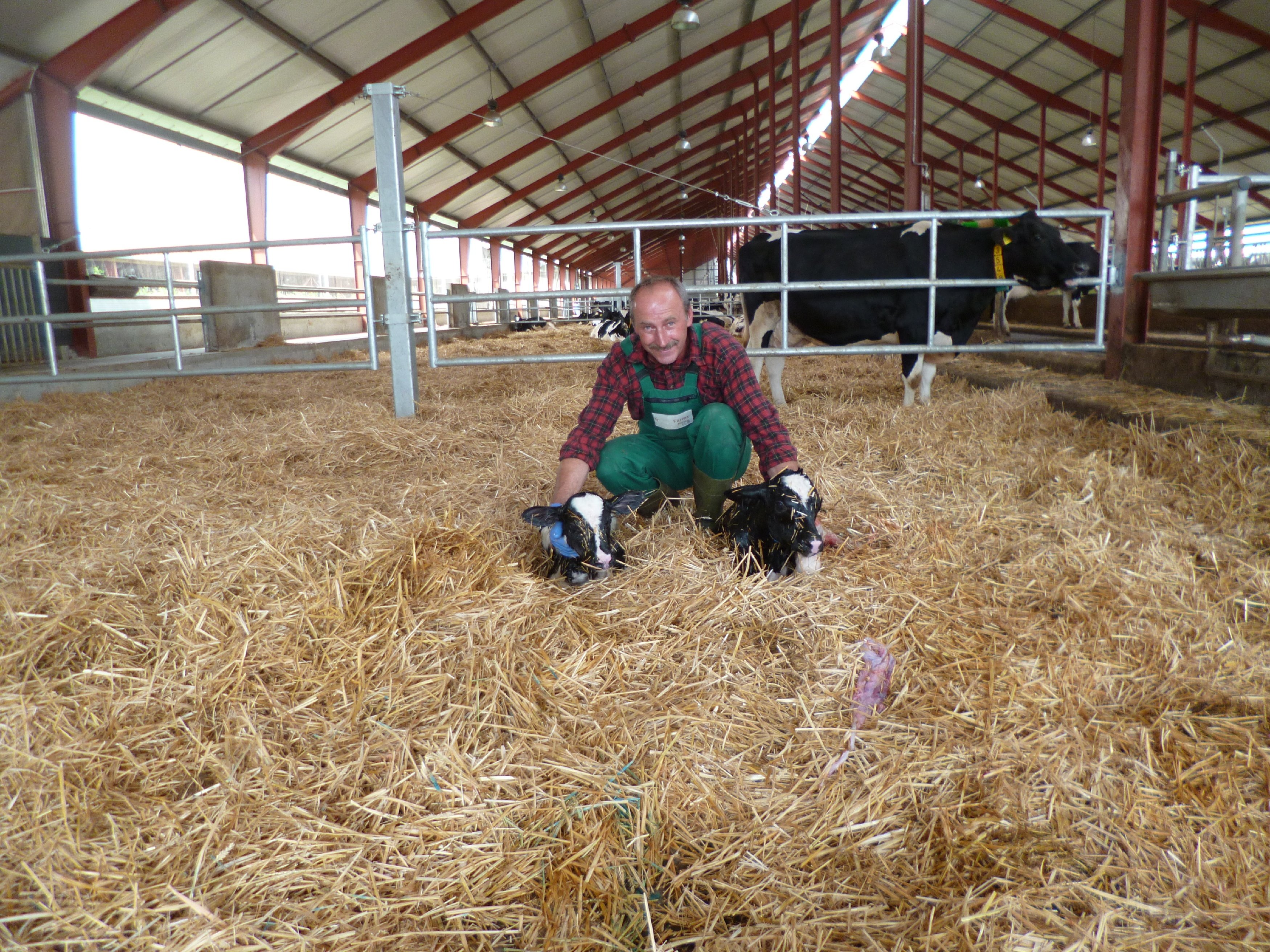 Landwirt mit Zwillingskälbchen im Stall