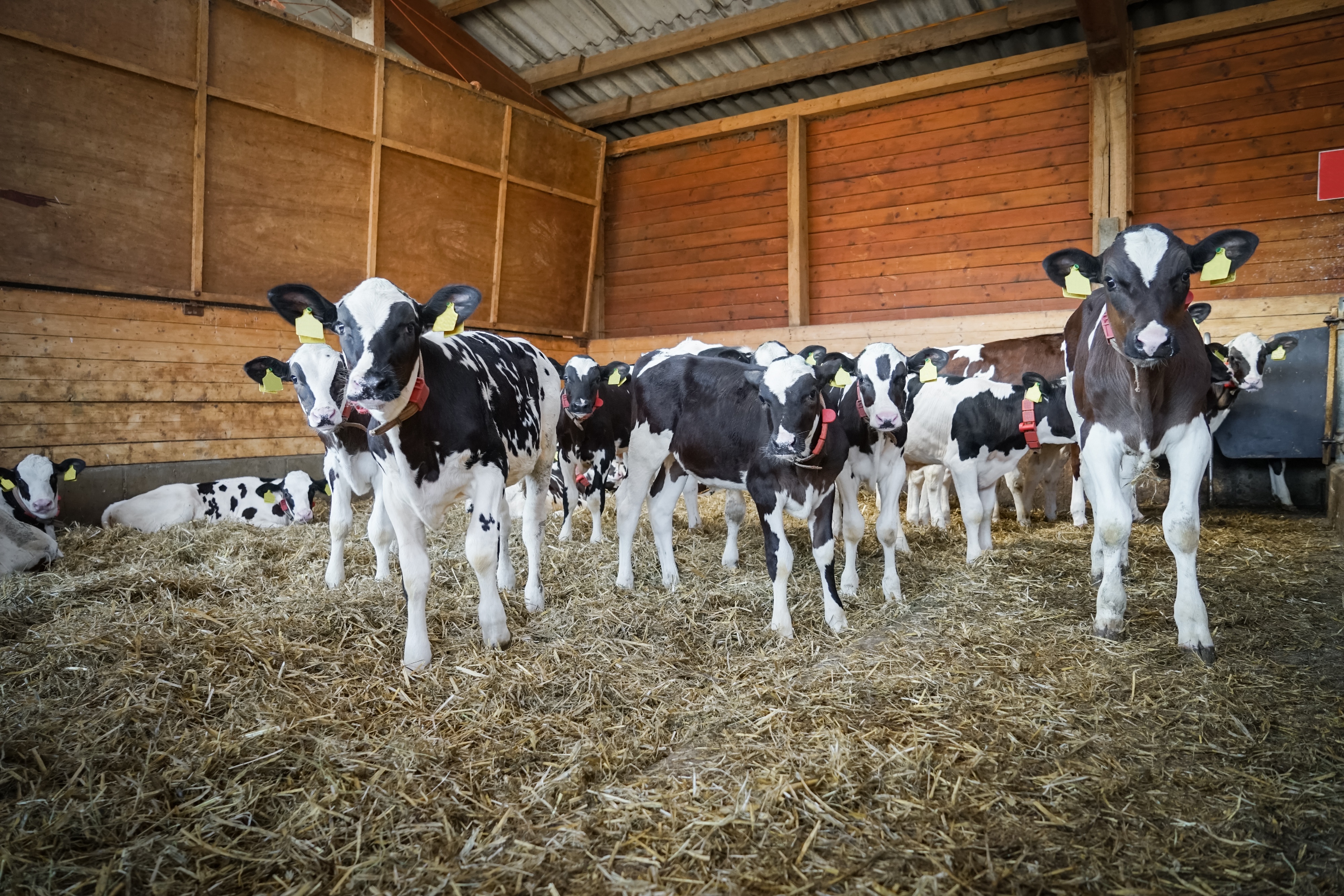 Holsteiner Kälbergruppe auf Stroh im Stall