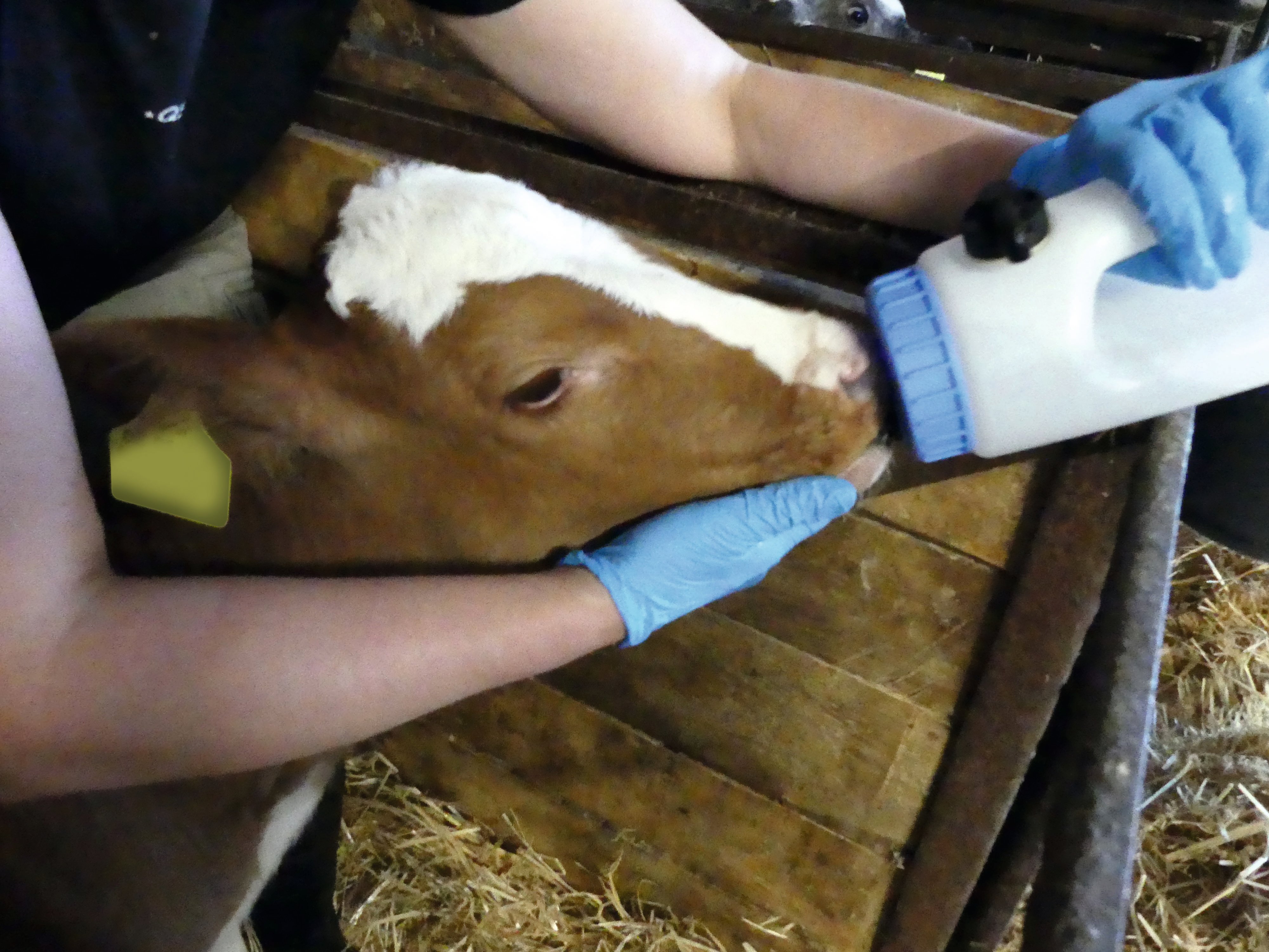 Kalb wird mit Flasche gefüttert