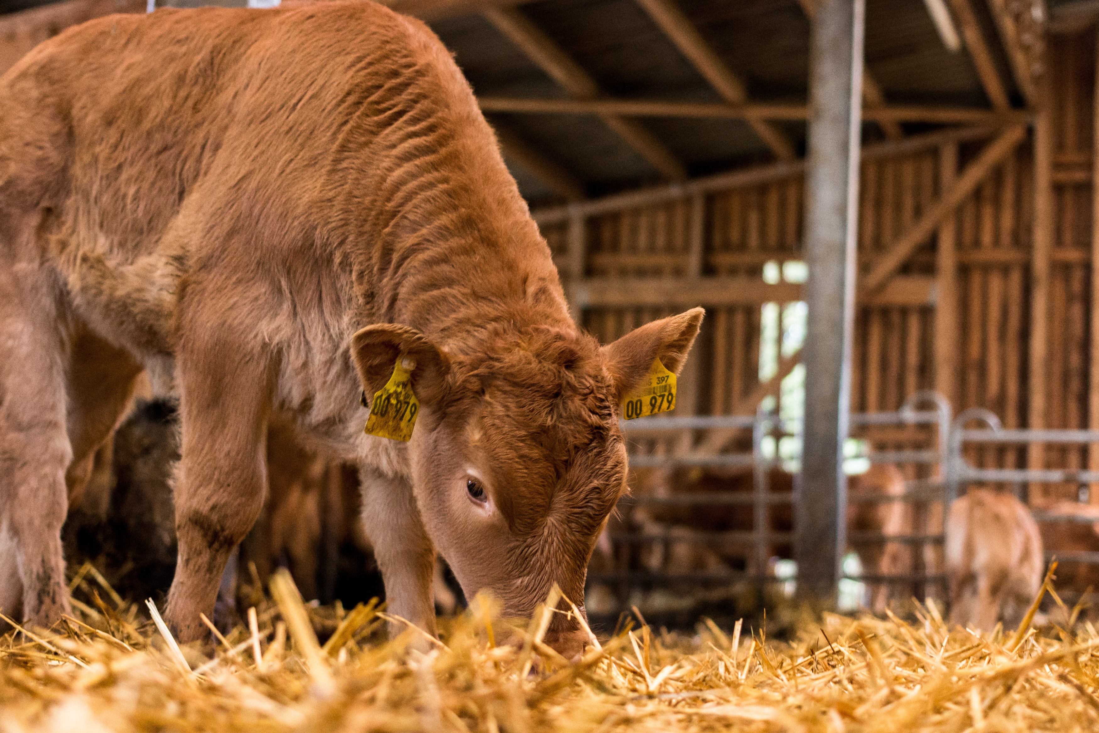 Braunes Kalb beim Heu fressen im STall