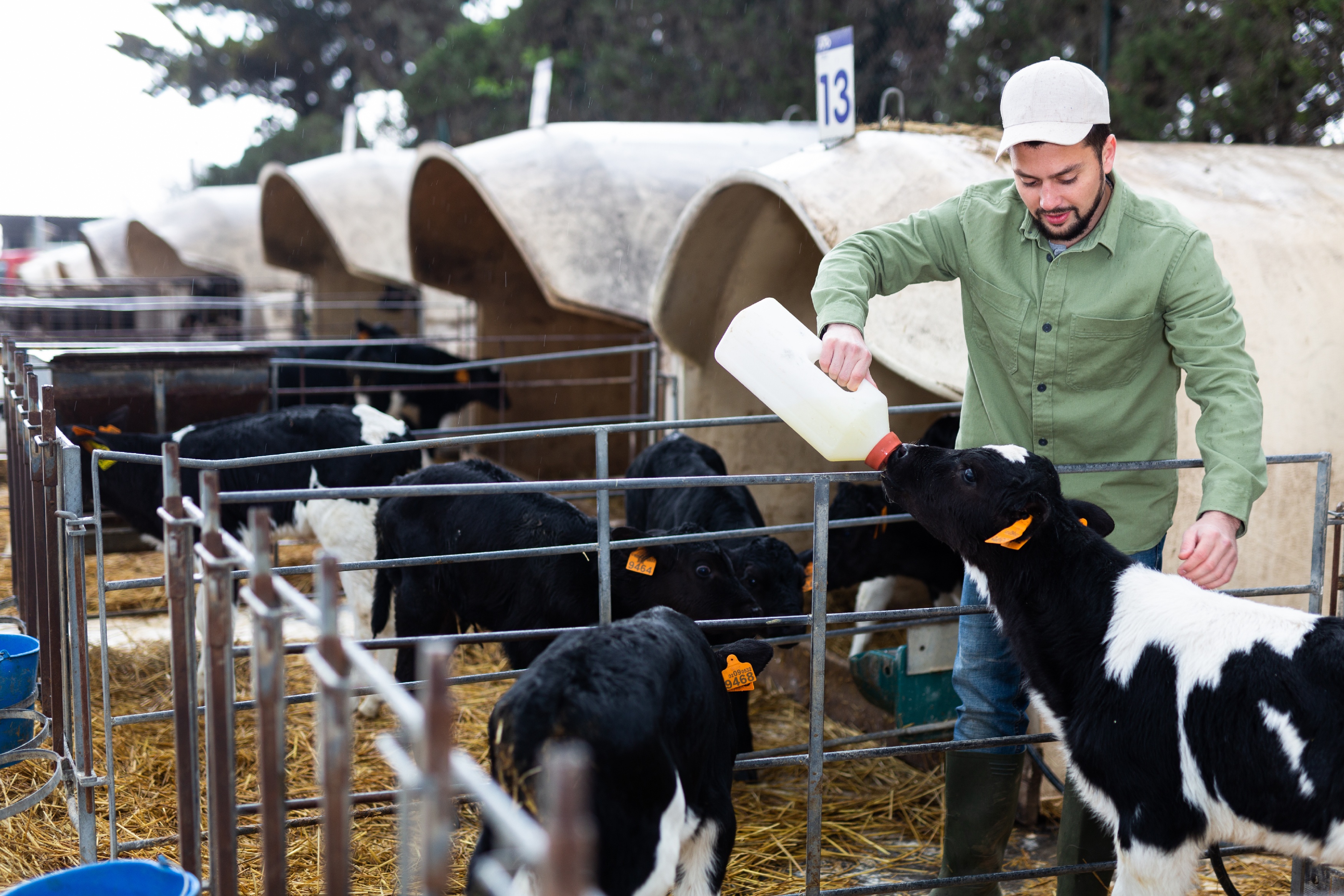 Bauer gibt Kälbern Milch aus einer Flasche