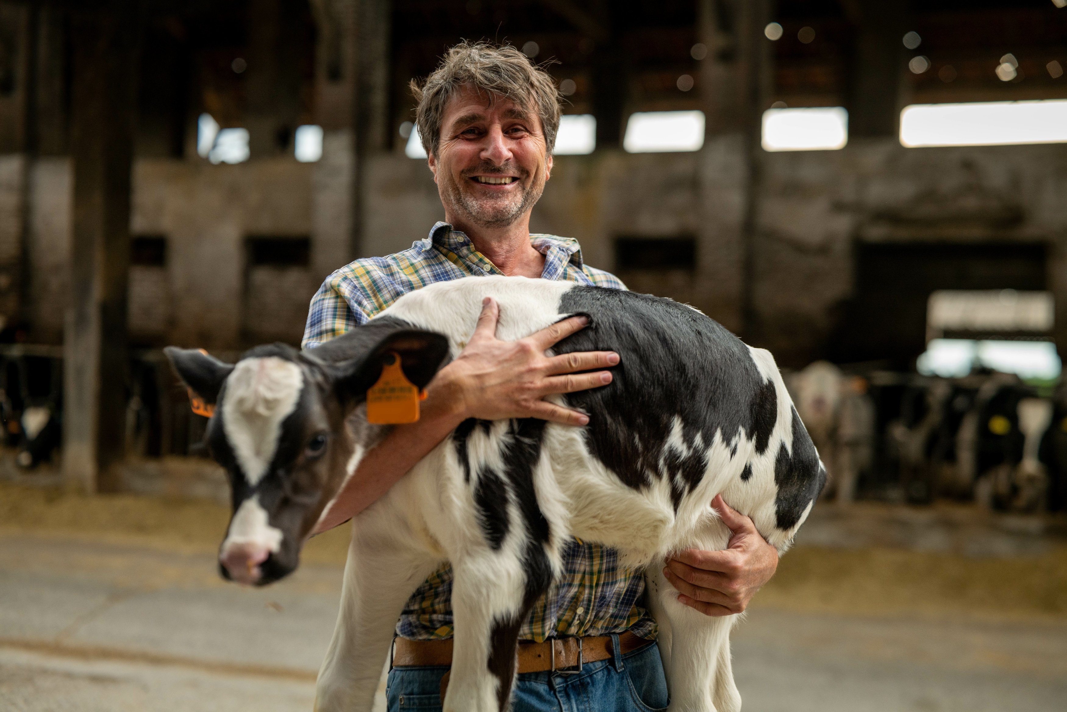 Landwirt trägt Kälbchen auf dem Arm