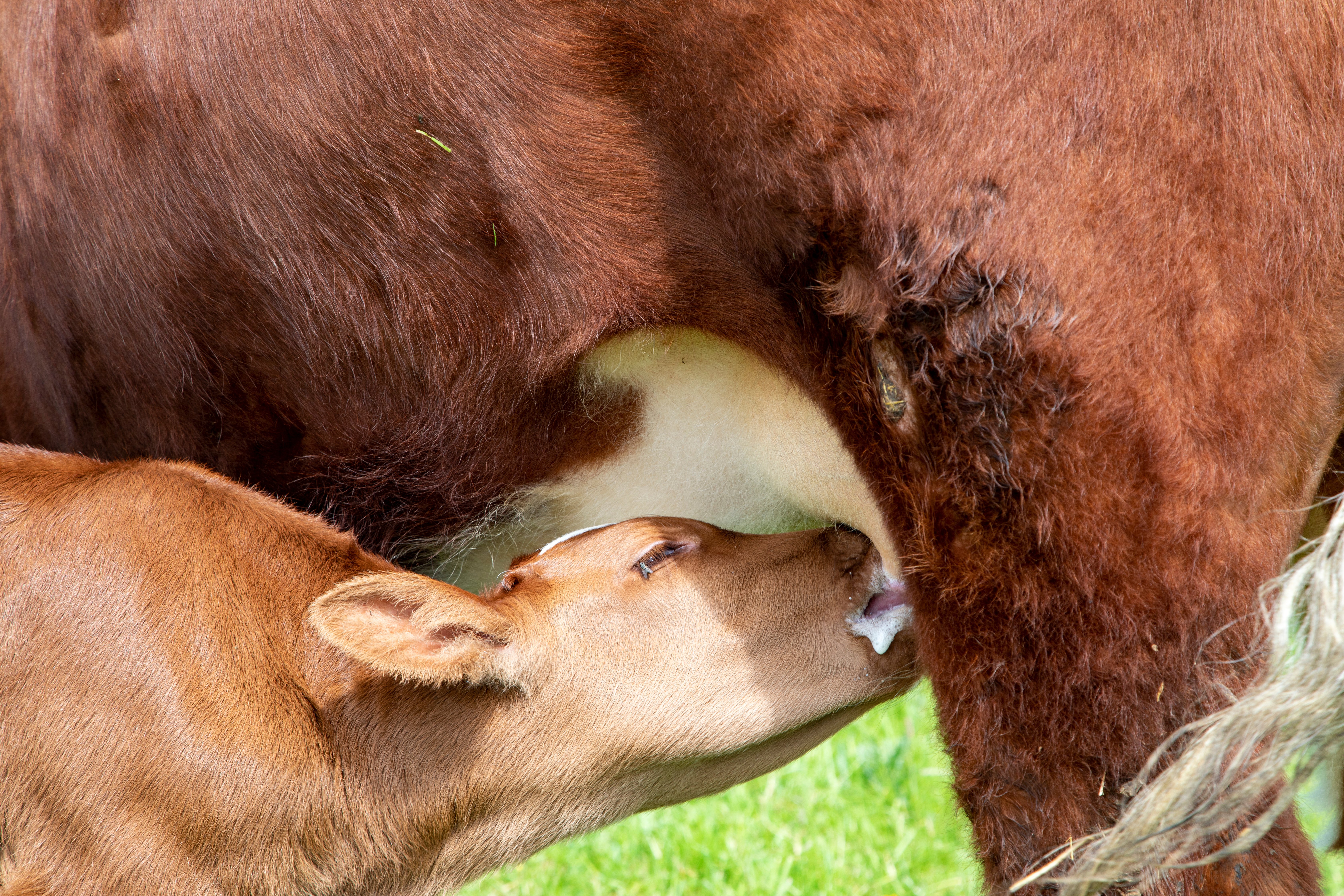 Kalb trinkt am Euter