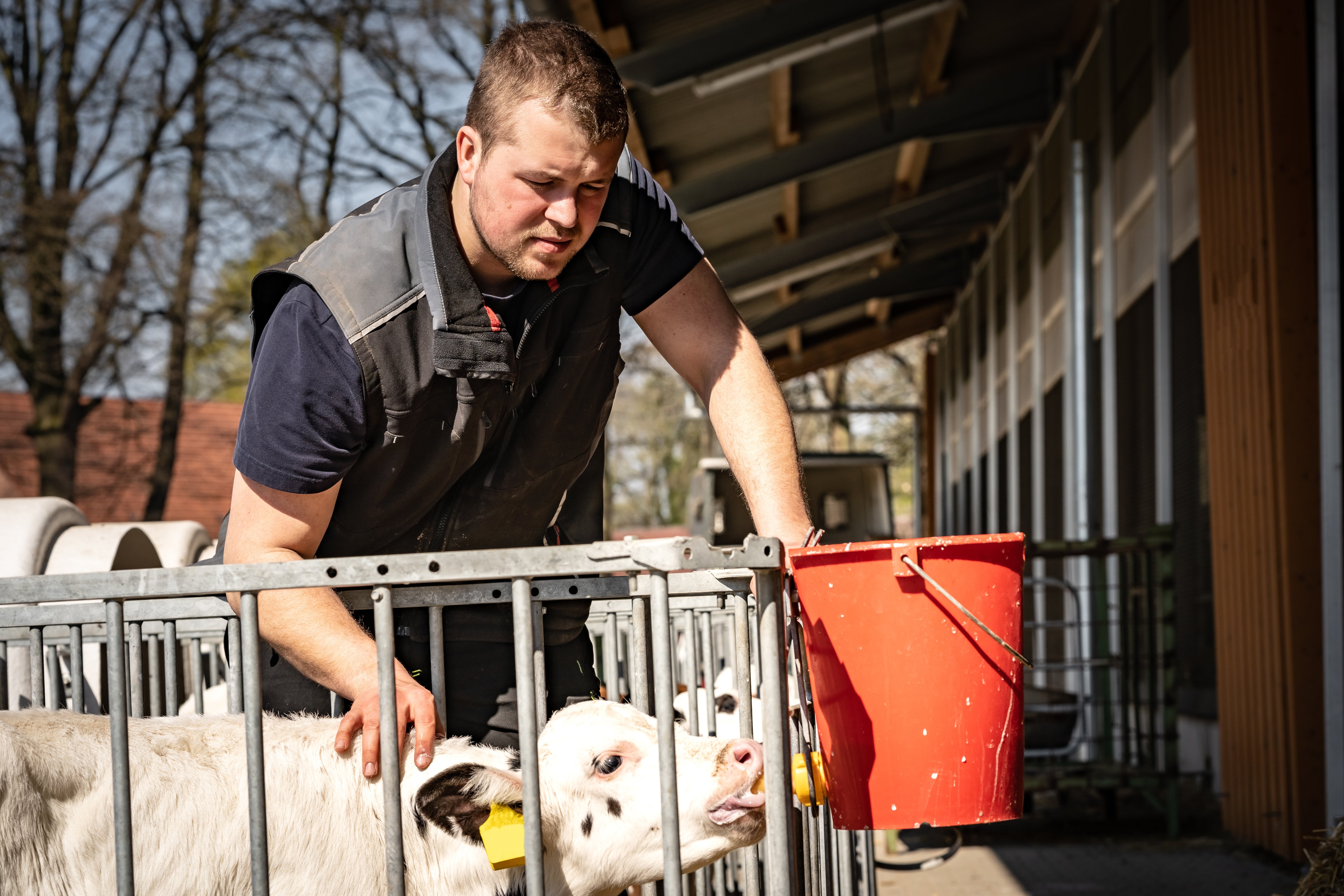 Landwirt hilft Kalb  am Tränkeeimer