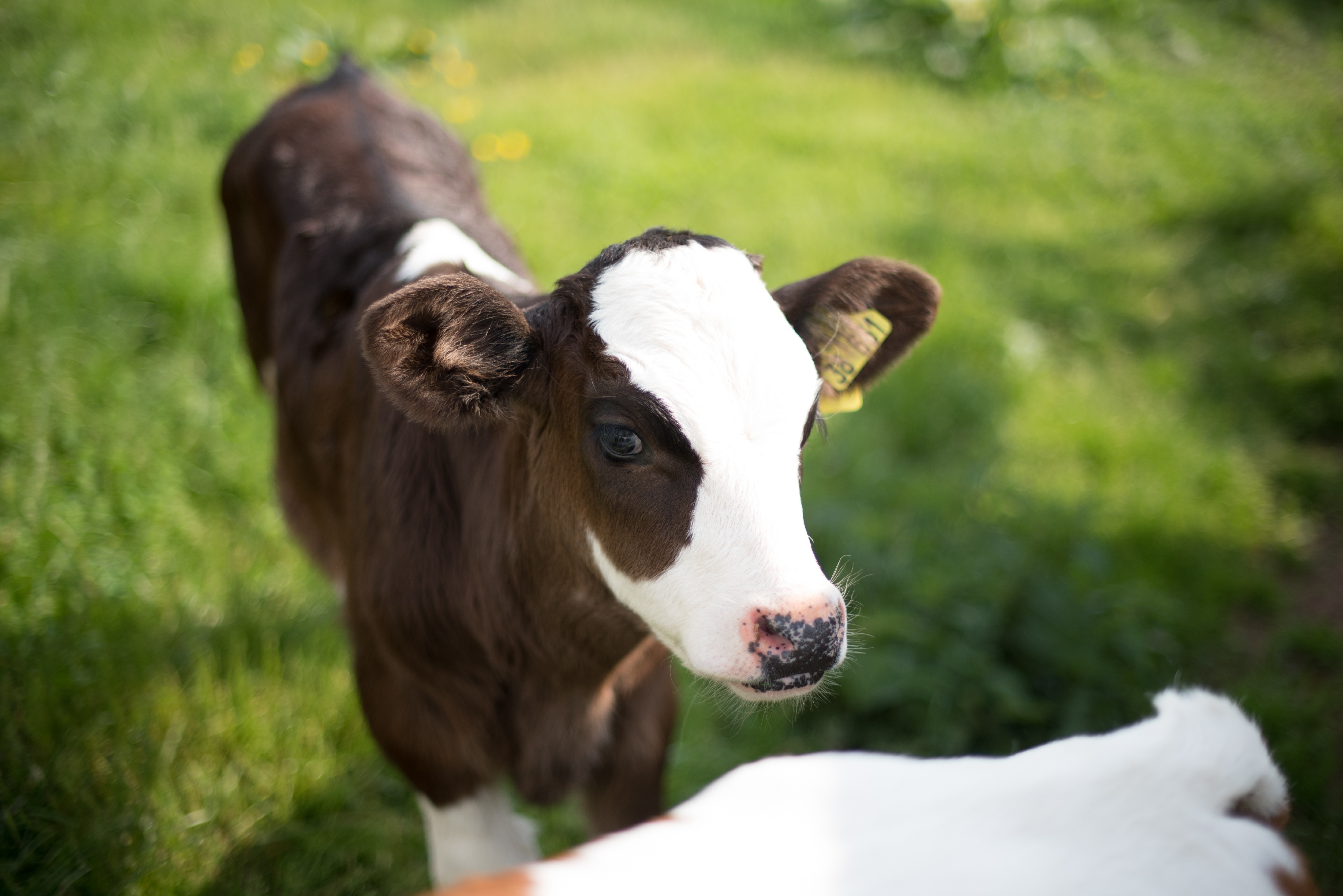 Braun weißes Kalb auf der Wiese