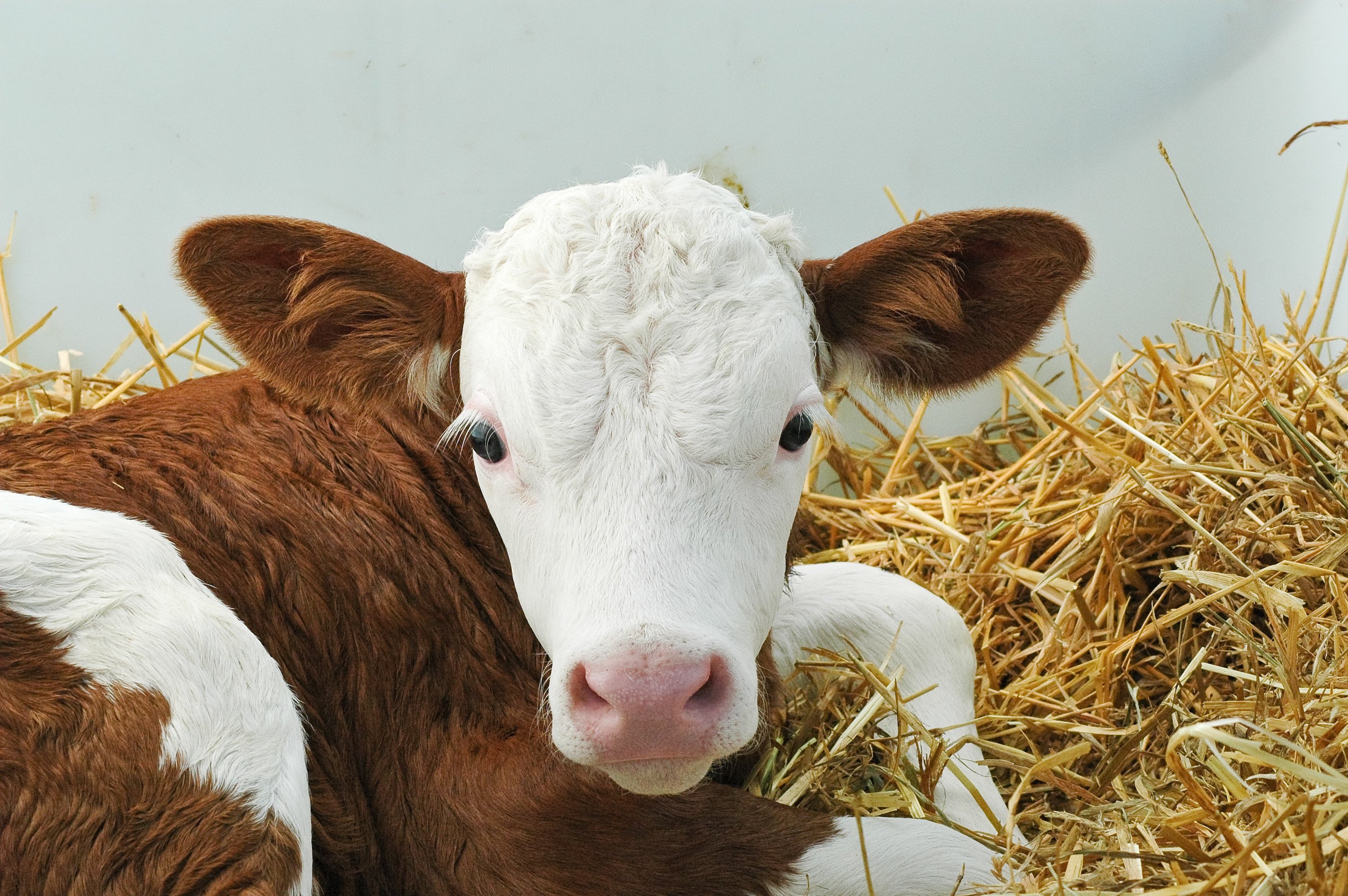 Braun weißes Kalb im Stroh