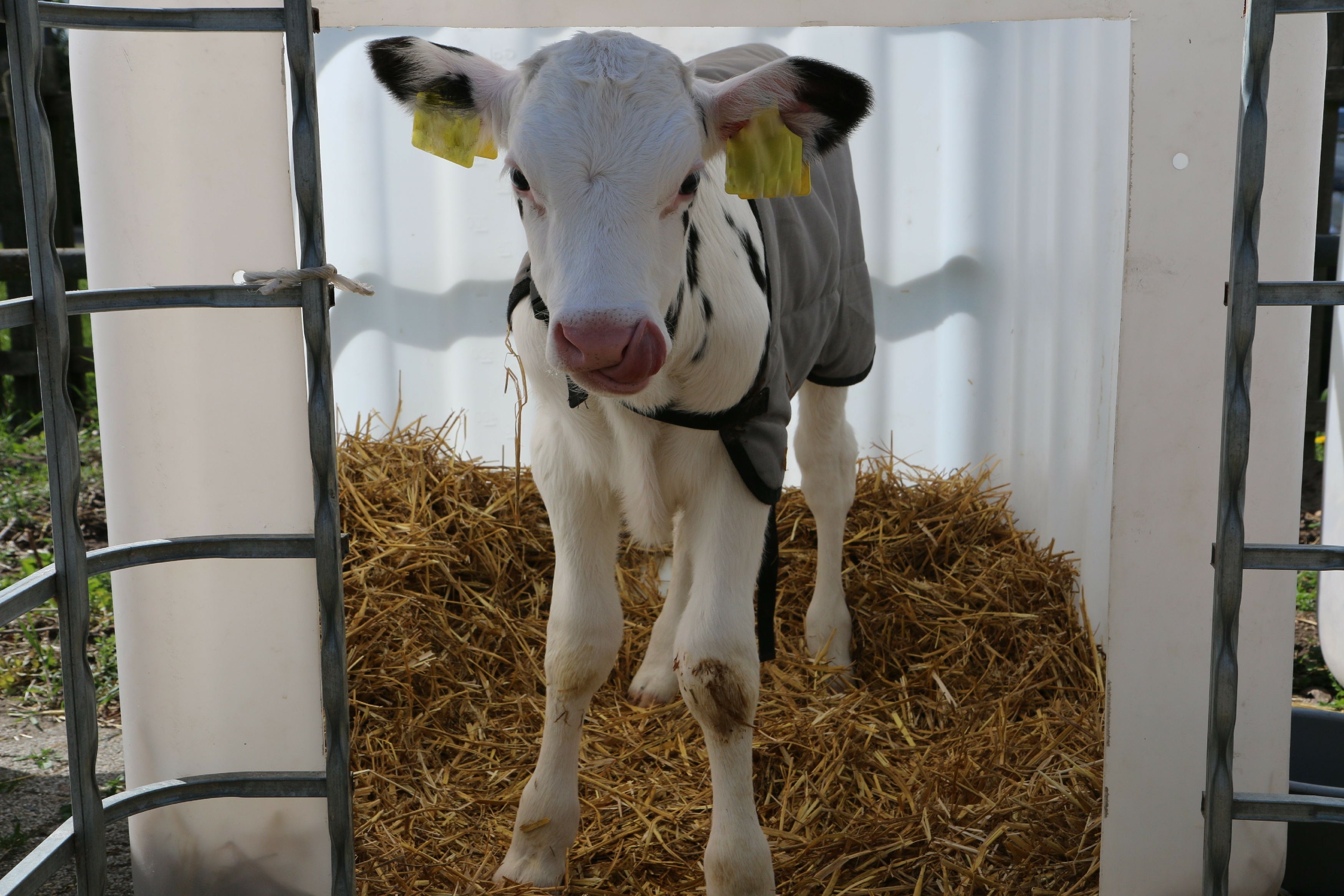 Ein eine Woche altes Kalb steht