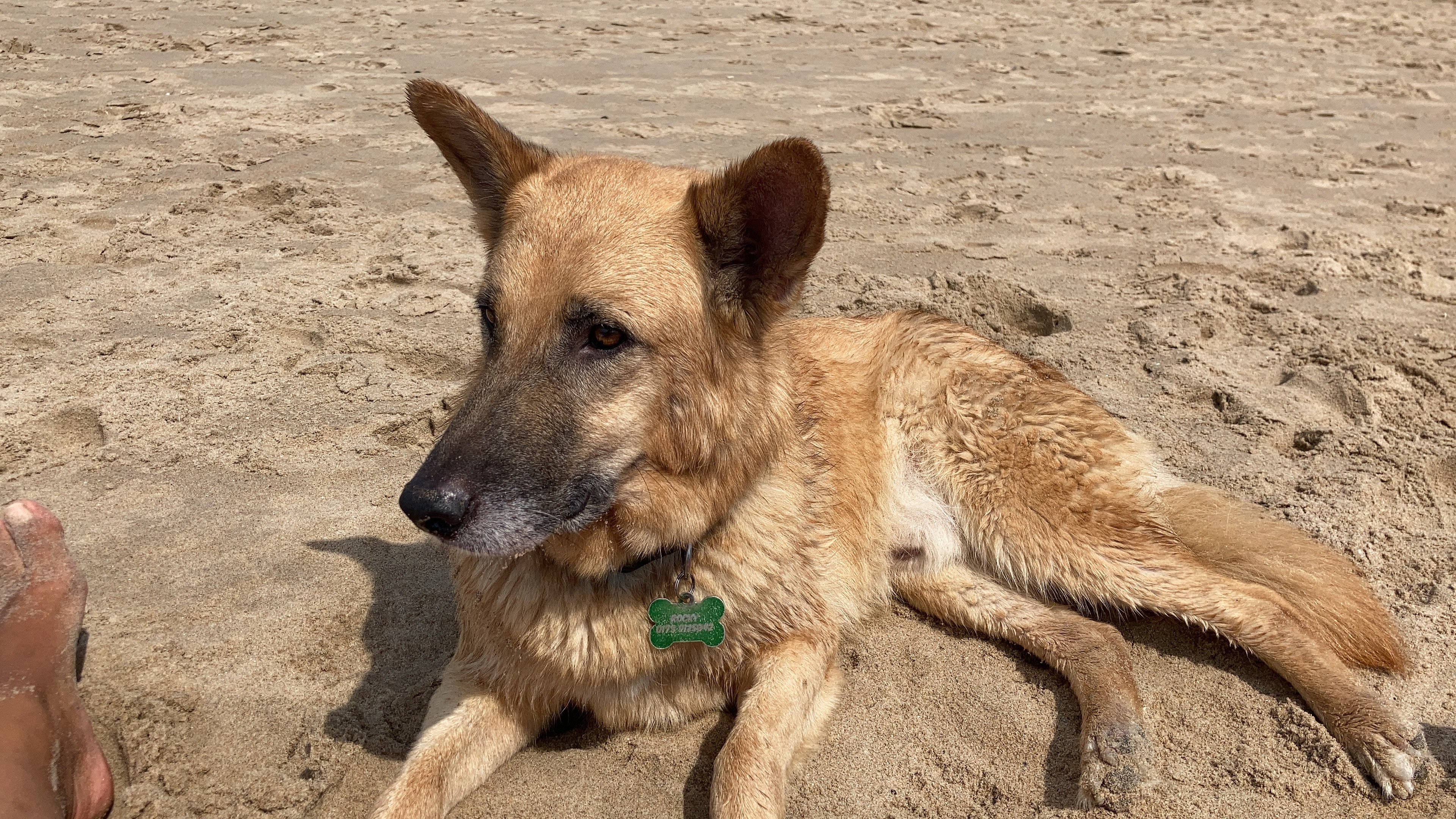 Hund Rocky im Sand
