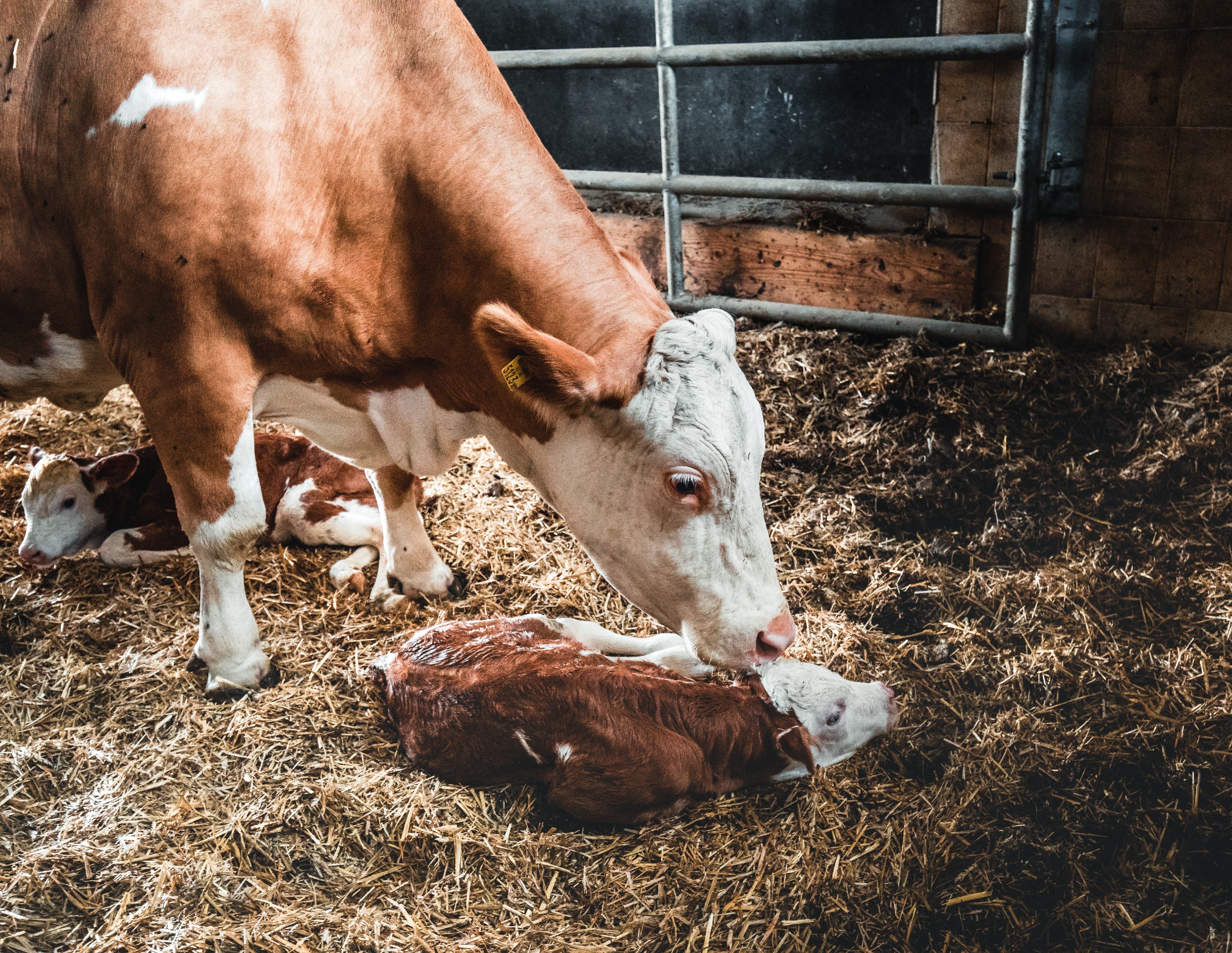 Mutterkuh leckt Kalb nach Geburt