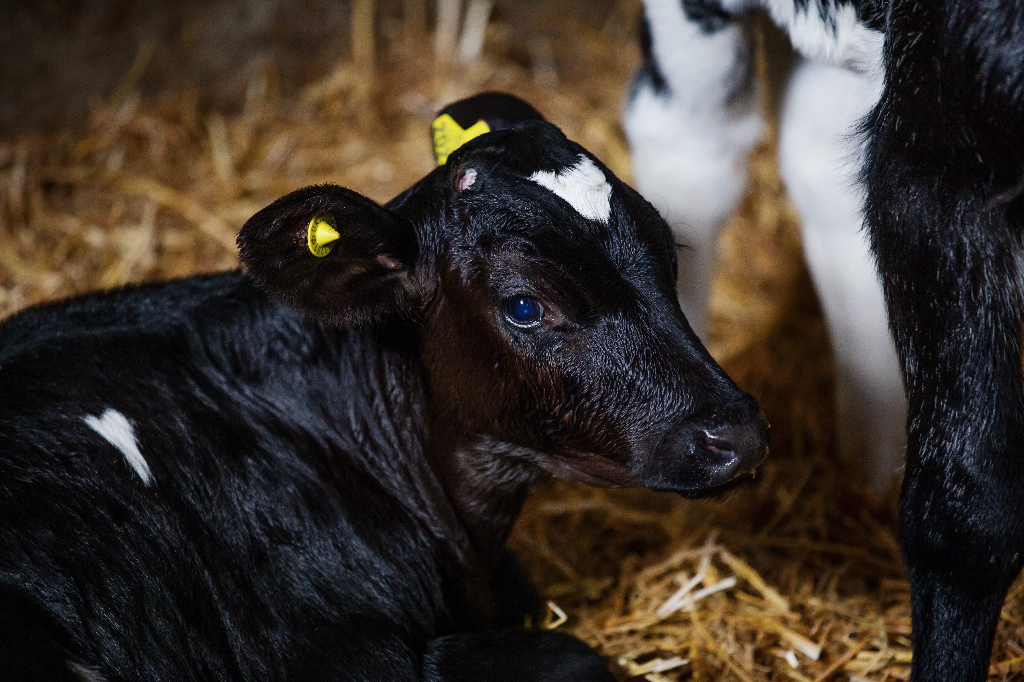 Schwarzes Kalb liegt im Heu