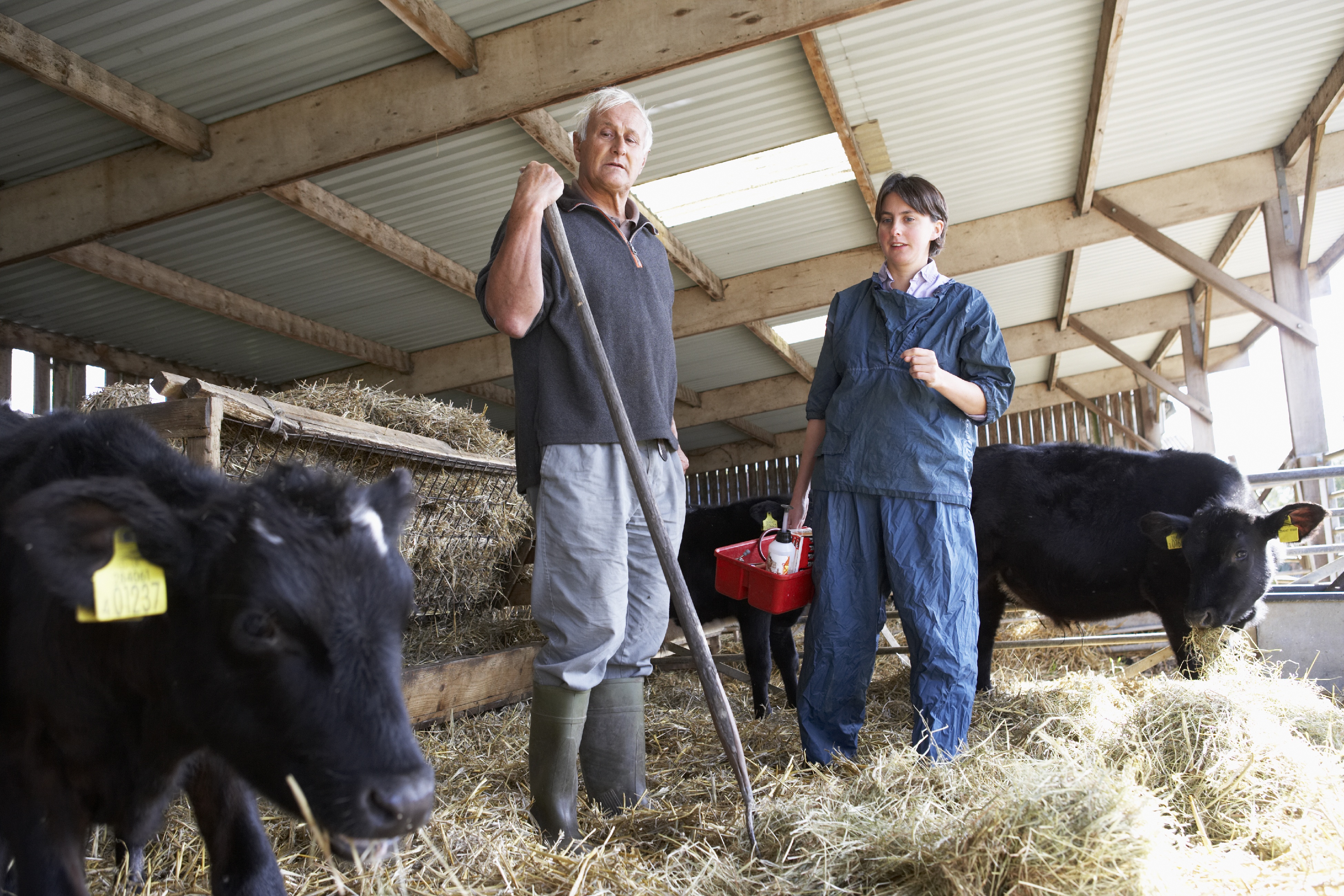 Landwirt mit Tierarzt im Kälberstall